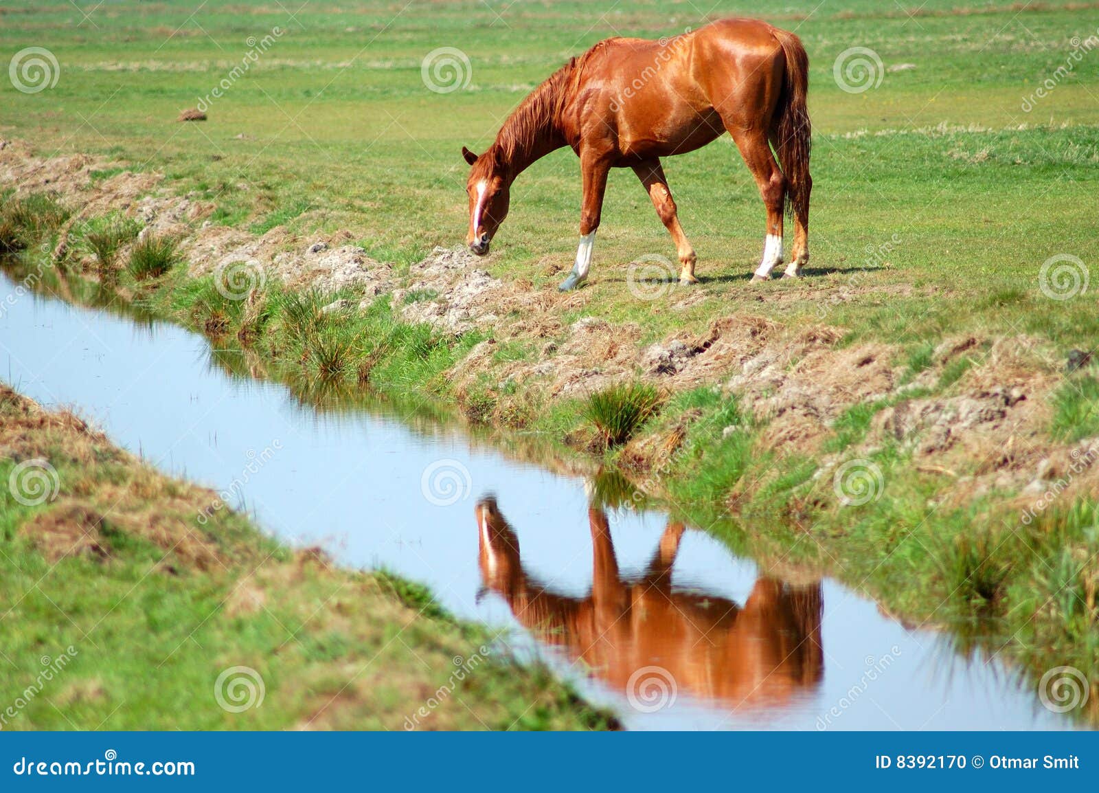 horse near a ditch