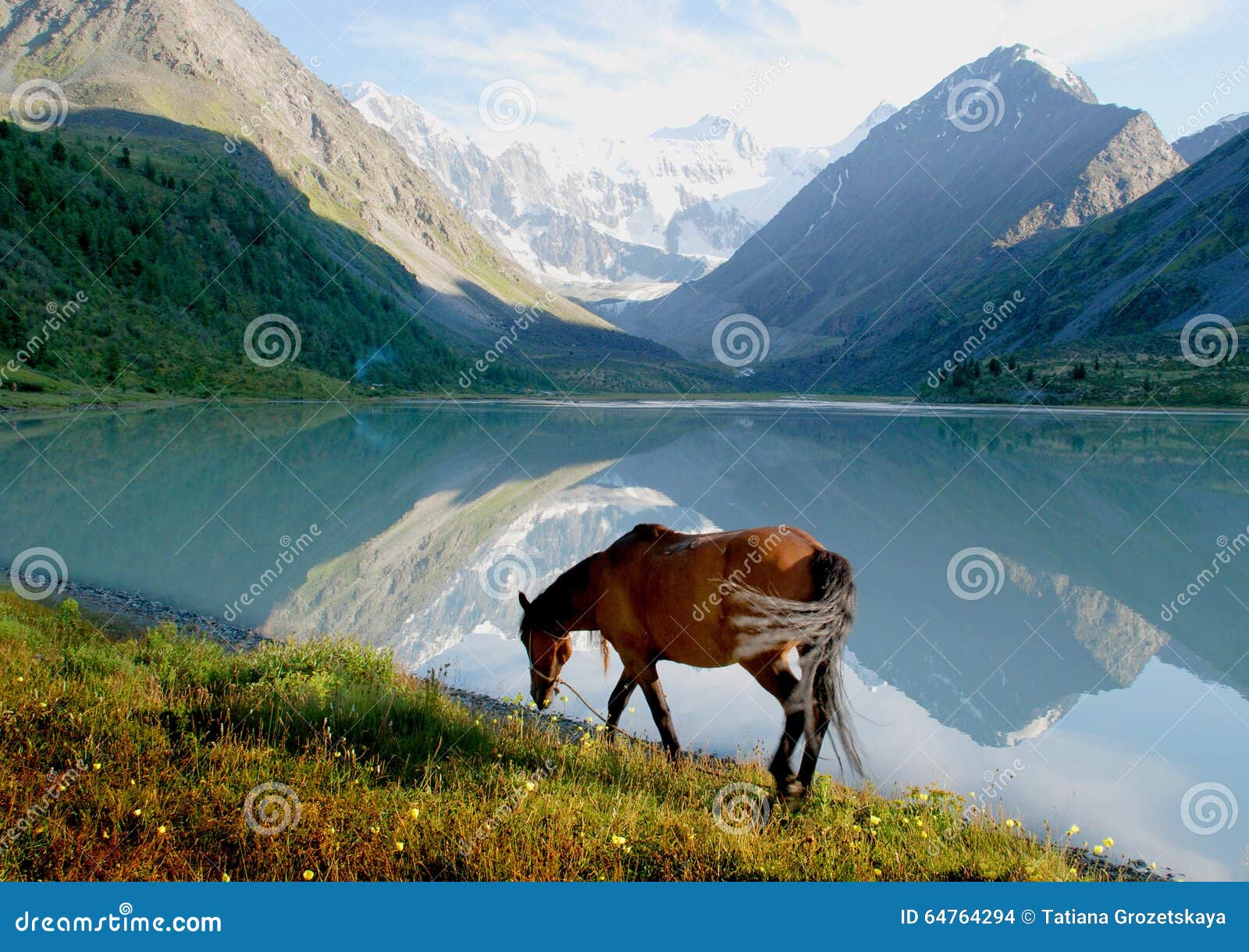 horse near mountain lake ak-kem, altai, russia, wild landscape