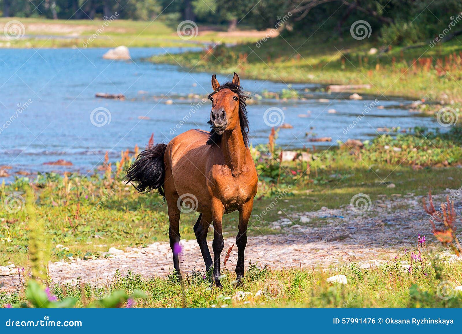 Horse near river stock photo. Image of animal, tail, river 57991476
