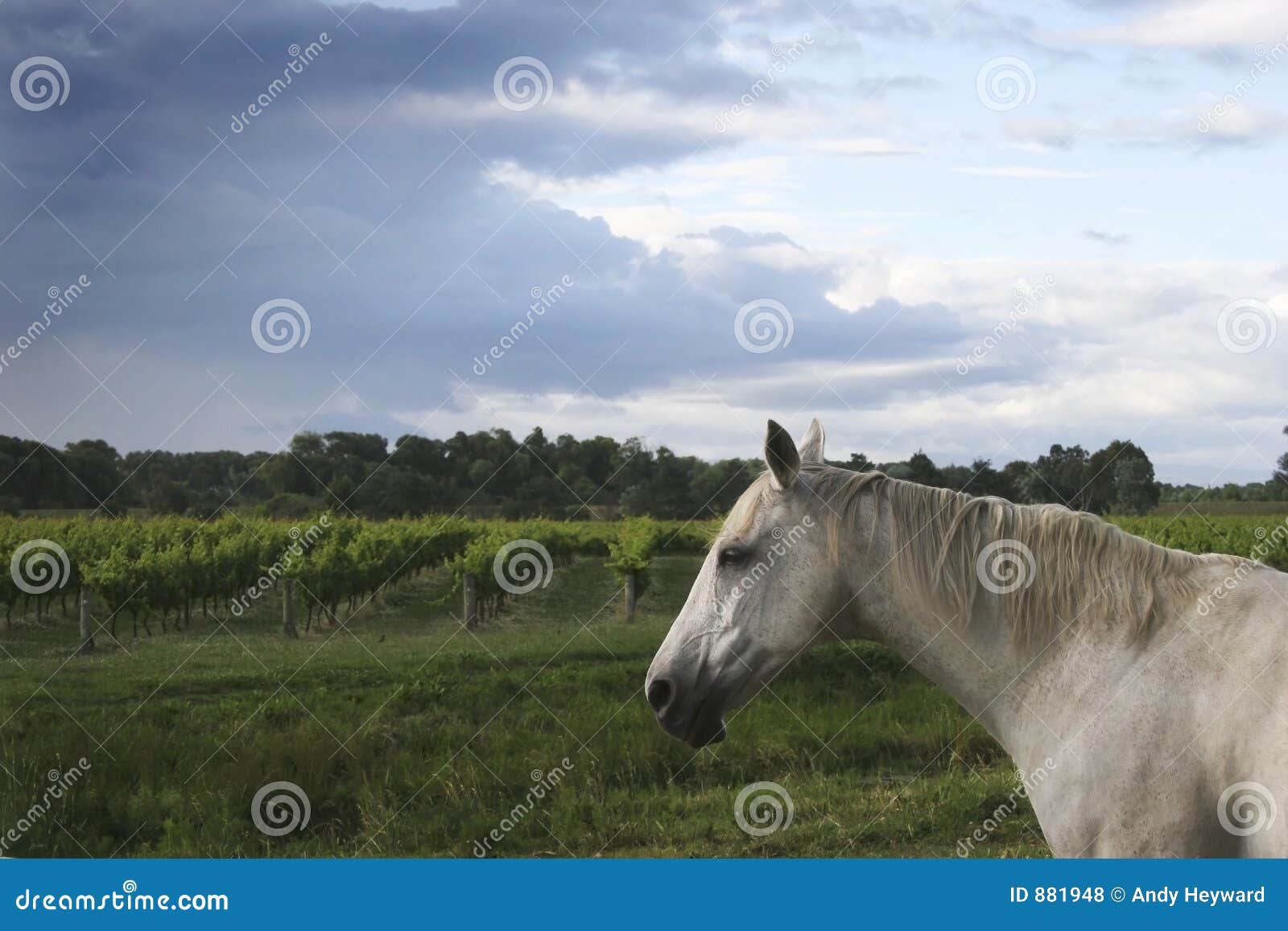 Horse near a vineyard stock photo. Image of horse, agriculture 881948