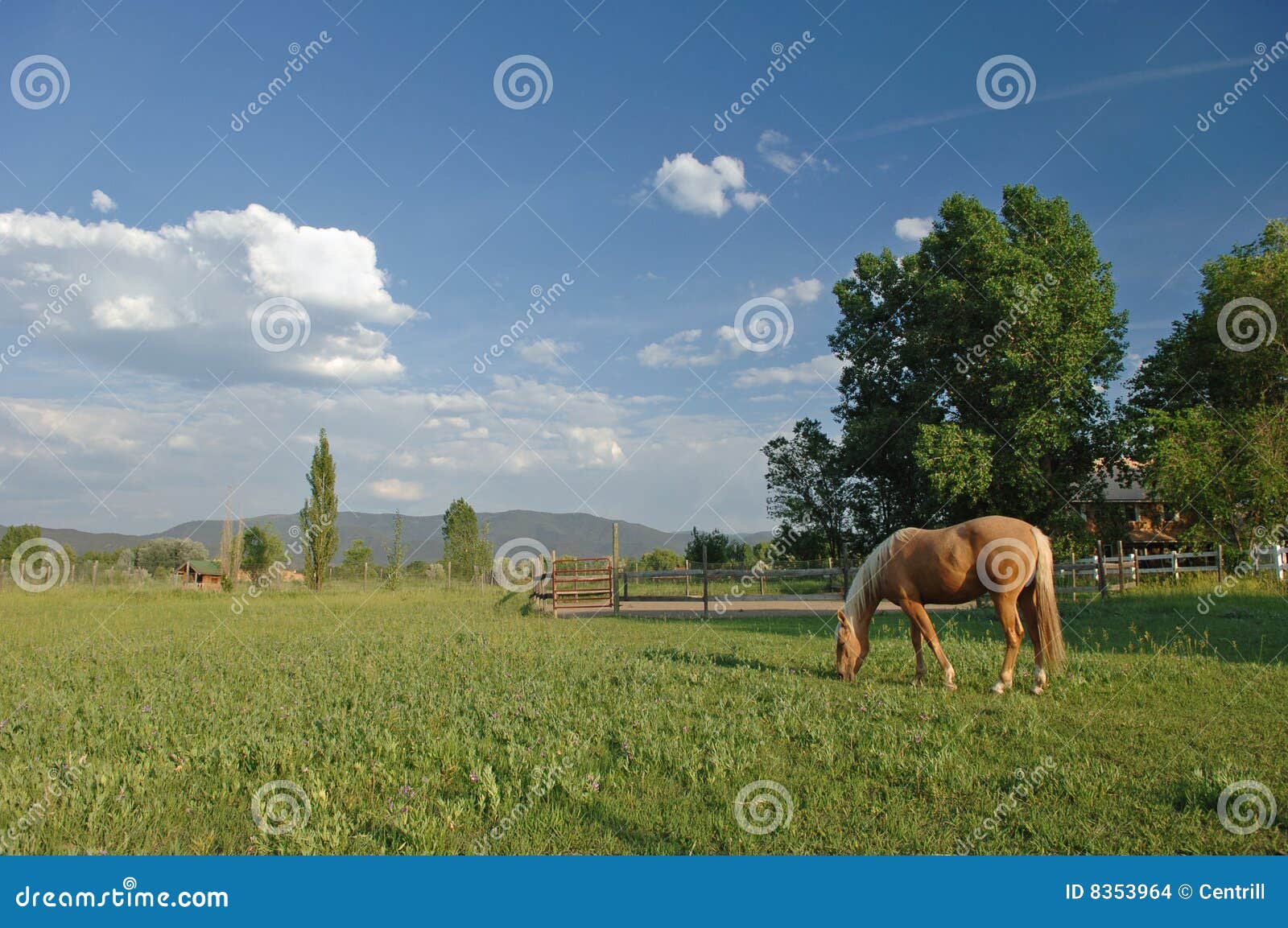 Horse in New Mexico stock photo. Image of quarter, horse - 8353964