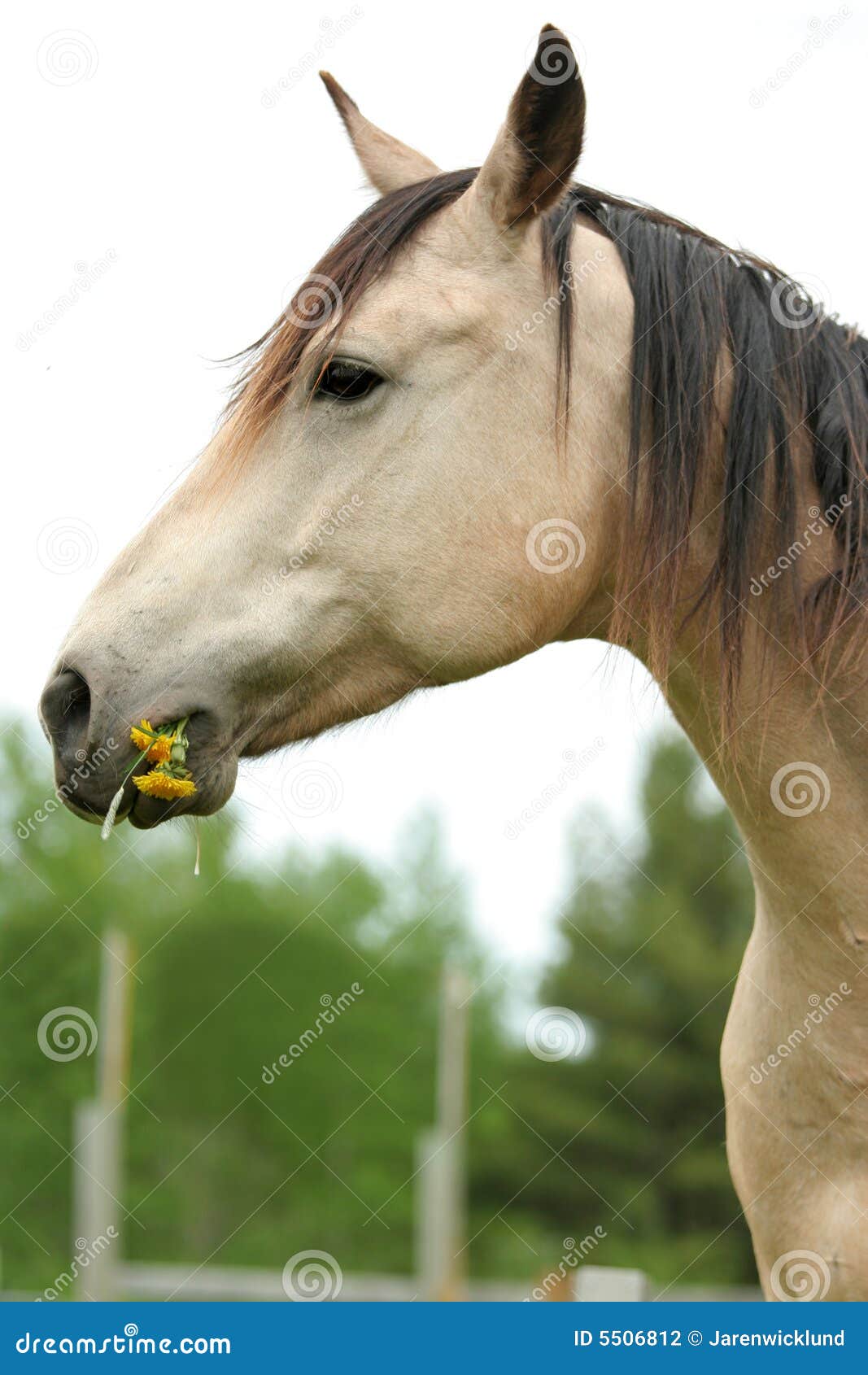 Horse Nibbling on Grass and Dandelions Stock Photo Image of side, summer 5506812