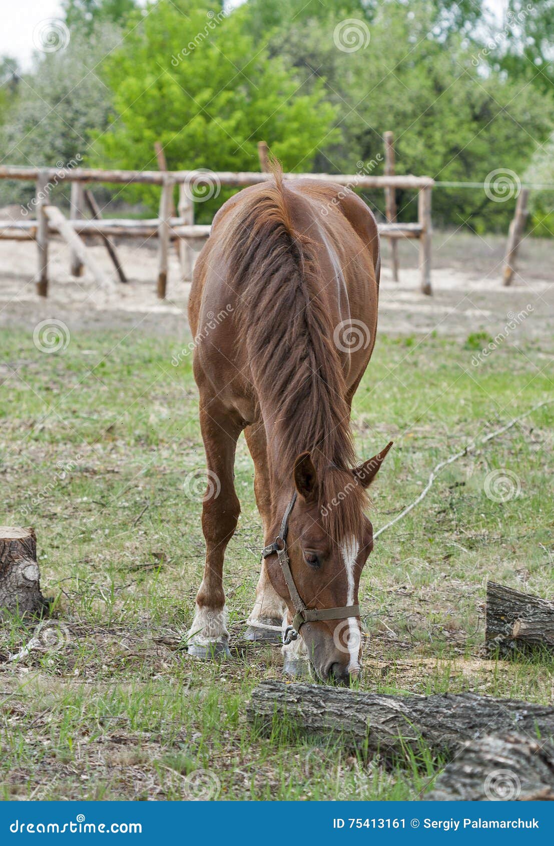 Horse Nibbling on Short Grass Stock Image Image of body, dark 75413161