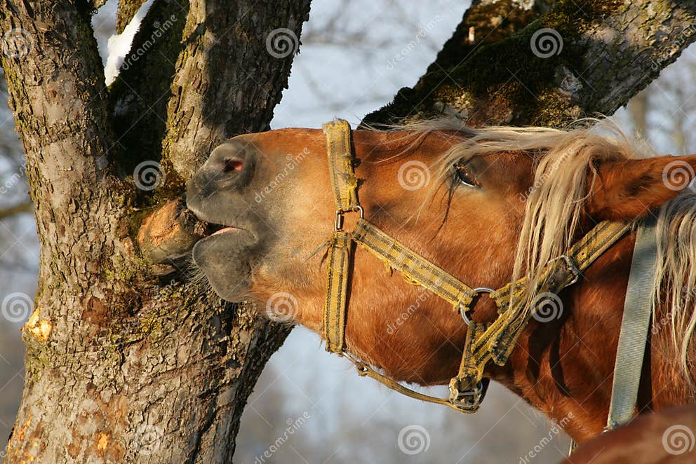 Horse nibbling on a tree stock photo. Image of cowboy, close 816806
