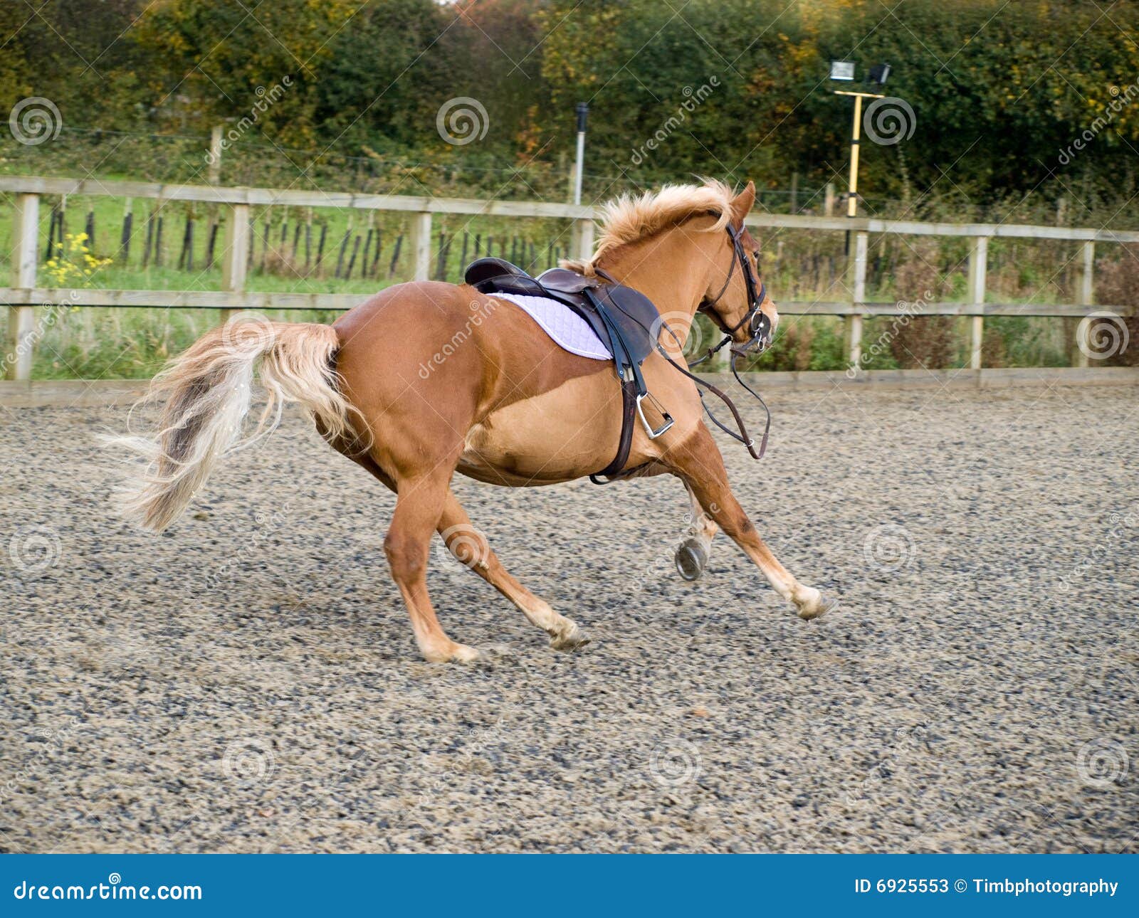 Horse with no rider stock image. Image of green, equine 6925553