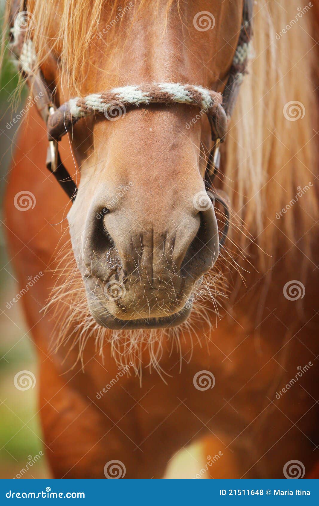 Horse nose stock photo. Image of horse, equestrian, blue 21511648