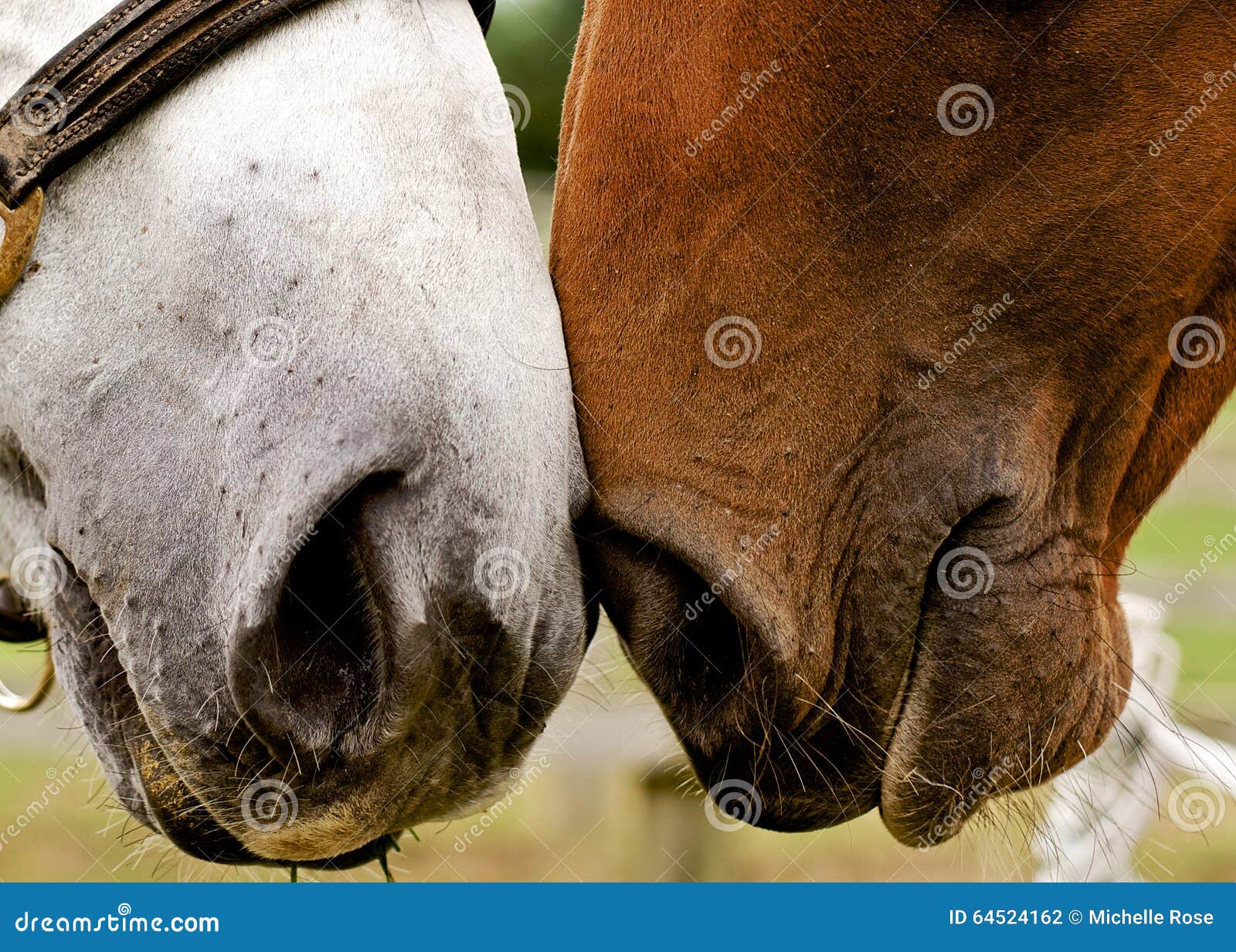 companion horses