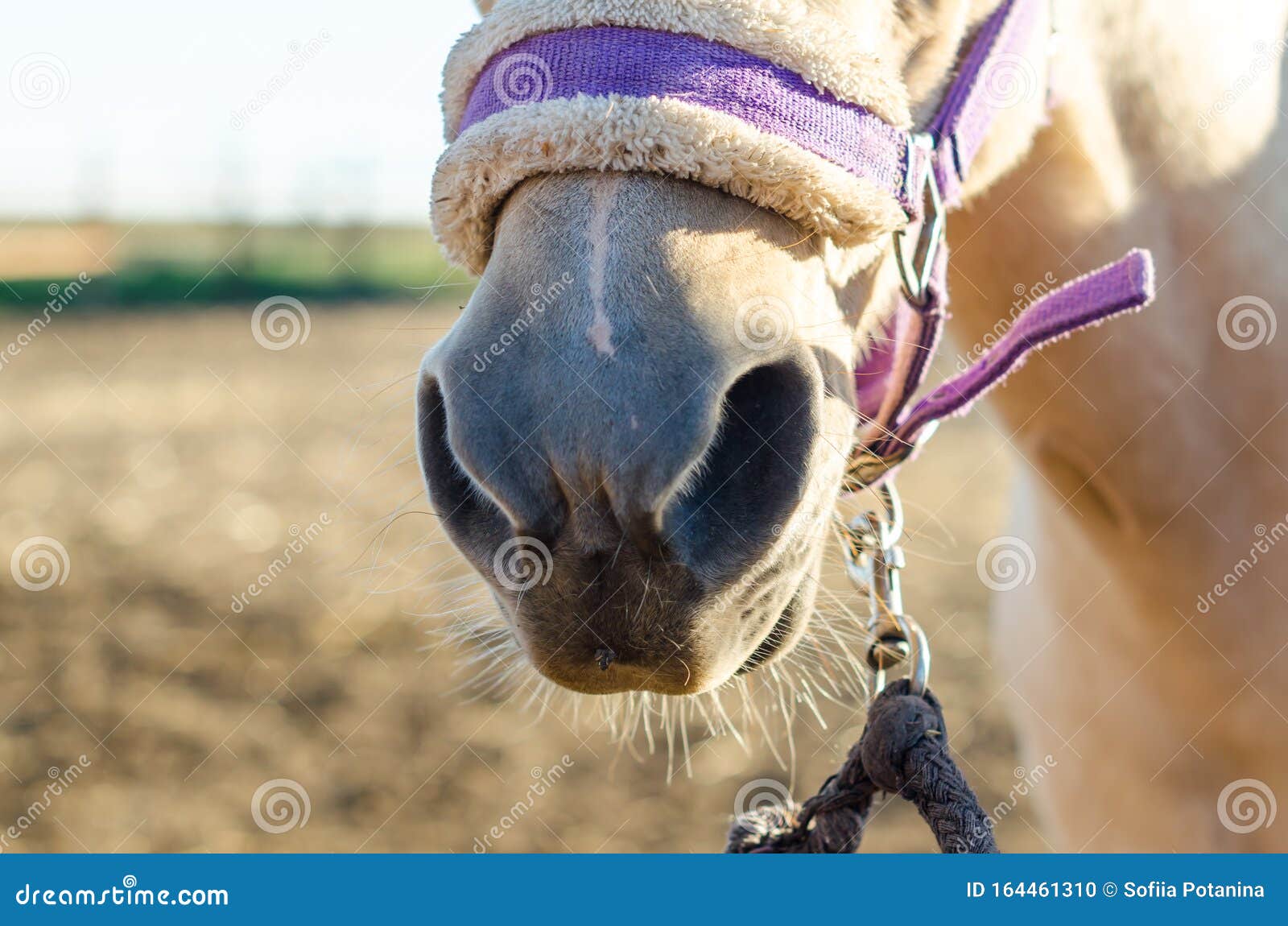 Download Horse Nose And Mouth In Harness Closeup Stock Photo ...