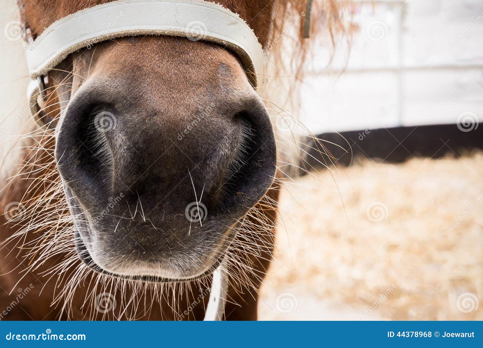 Horse nose stock photo. Image of pony, young, funny, nature 44378968