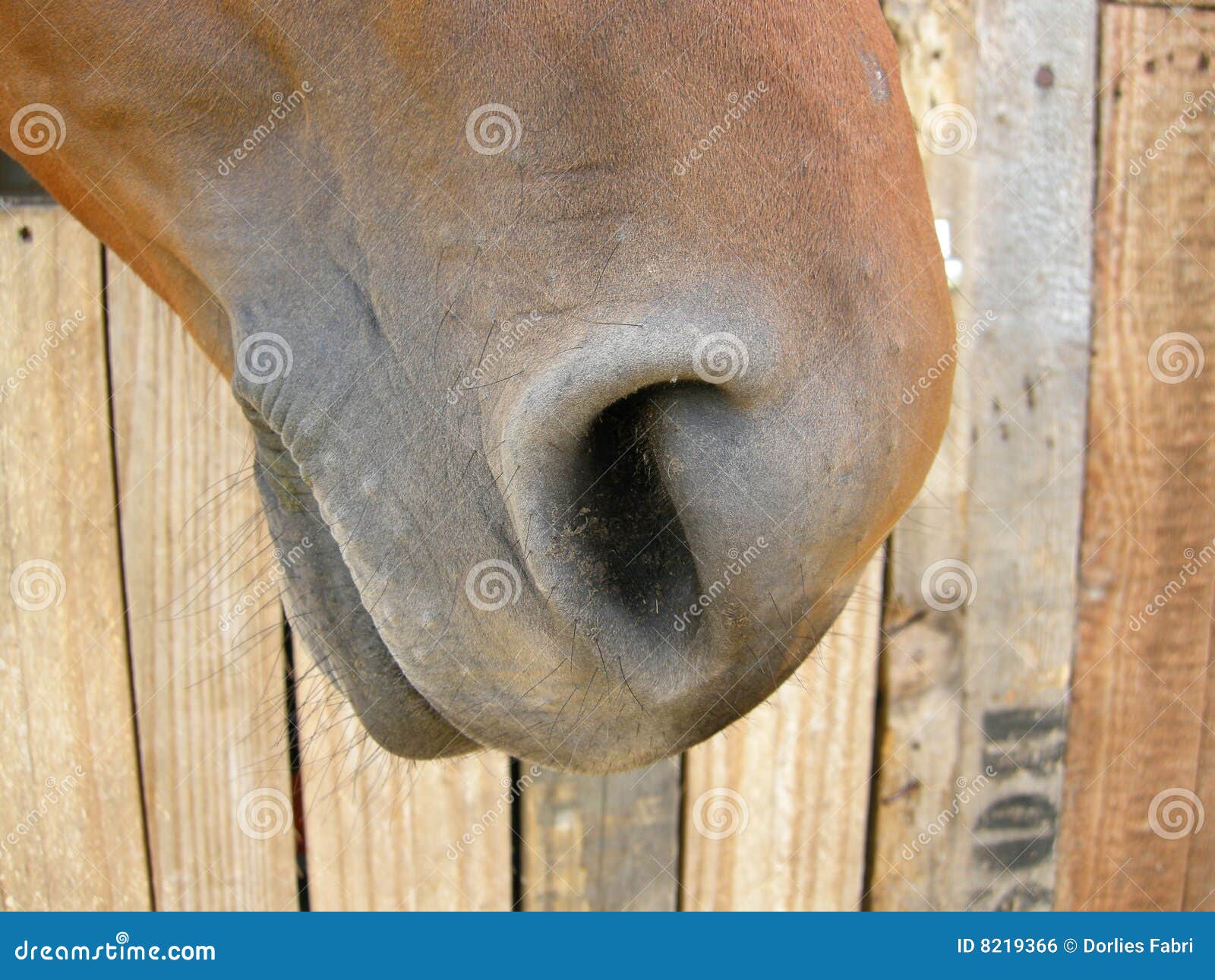 horse nostril