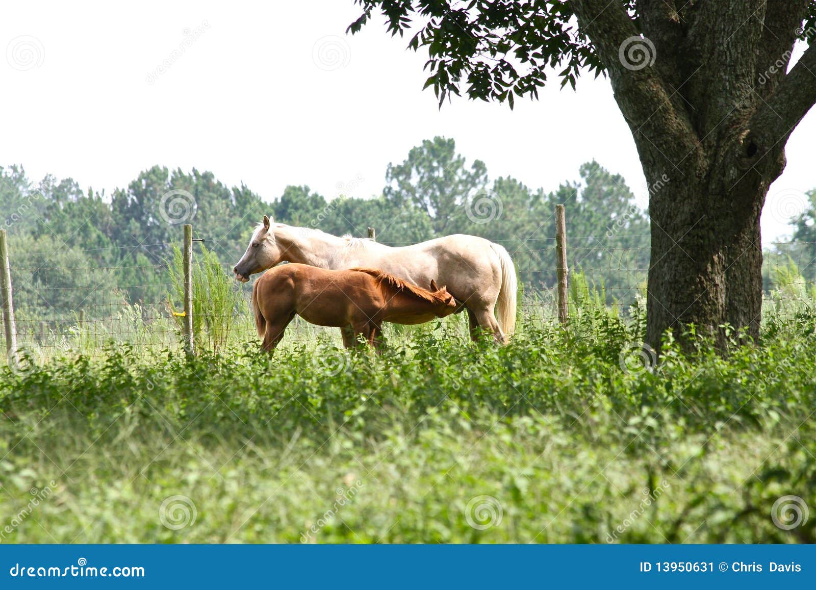 Horse nursing her young stock image. Image of mammals 13950631