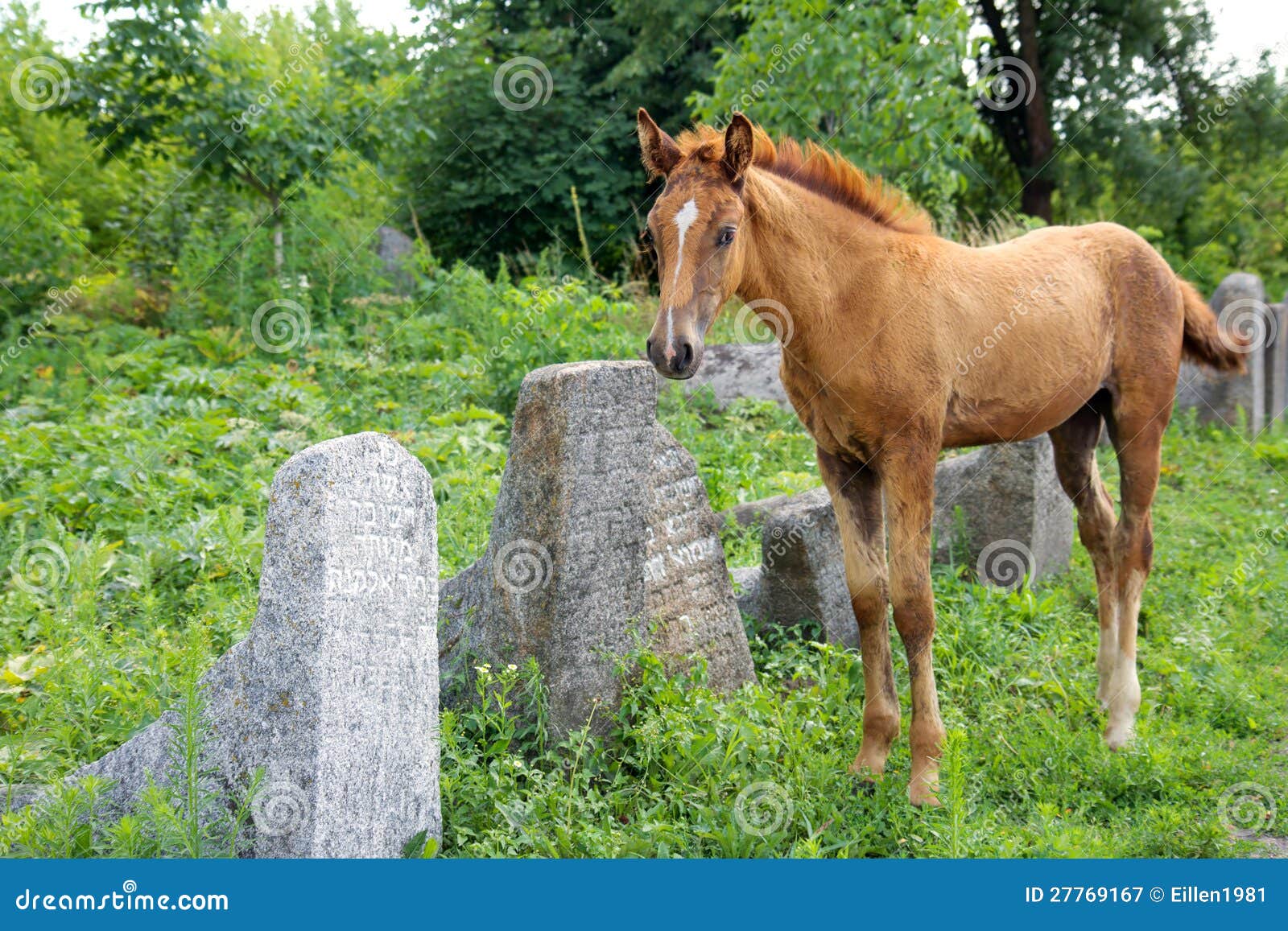 Horse on the Old Jewish Cementery Stock Image Image of copy, horse