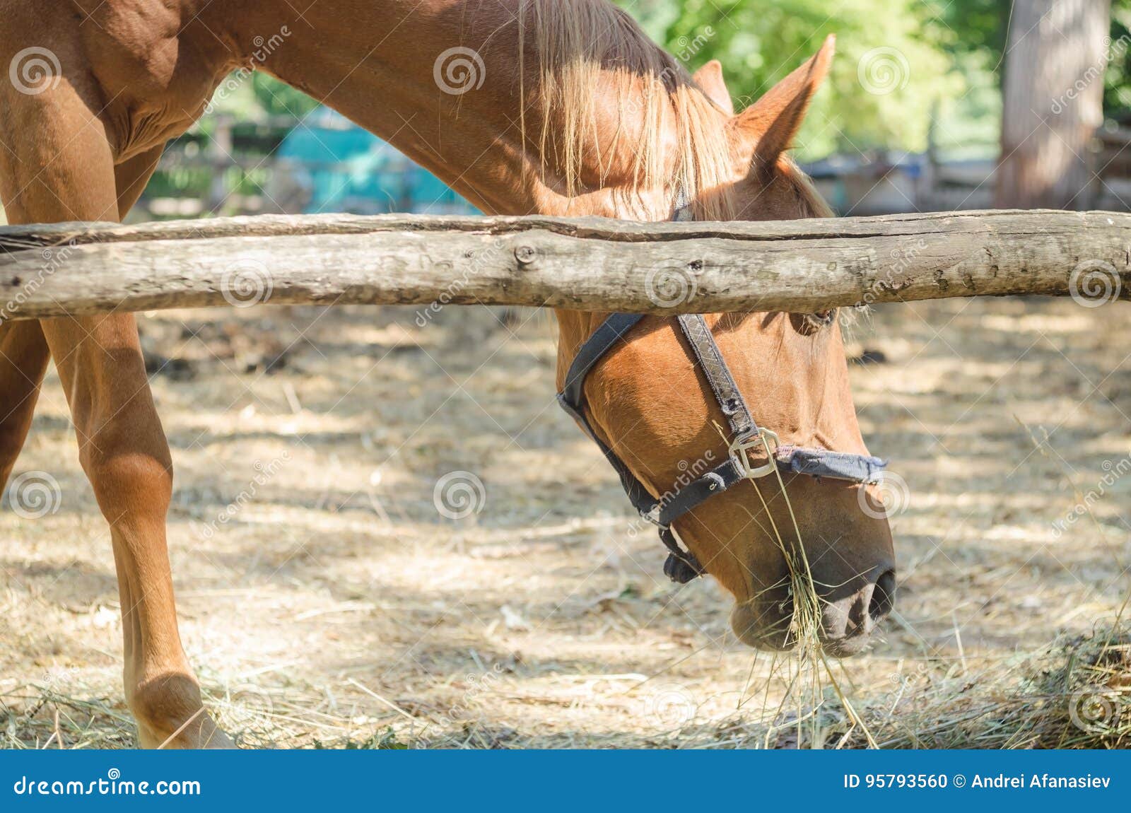 The horse in the paddock stock photo. Image of equine 95793560