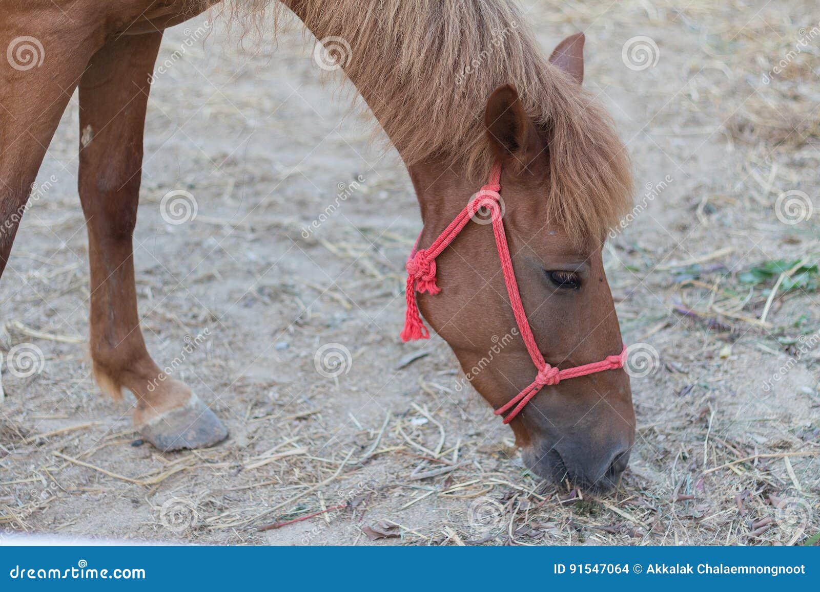 Horse in the Paddock and Bent Over Eating Dry Grass Stock Photo Image