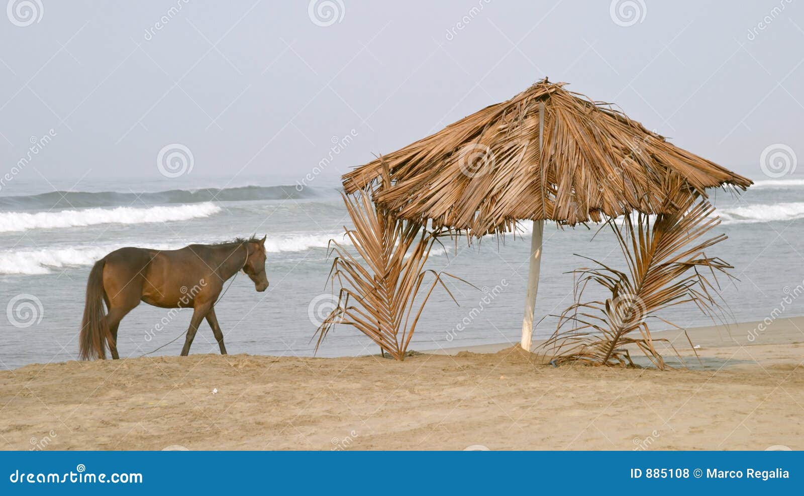 horse and palapa on the beach