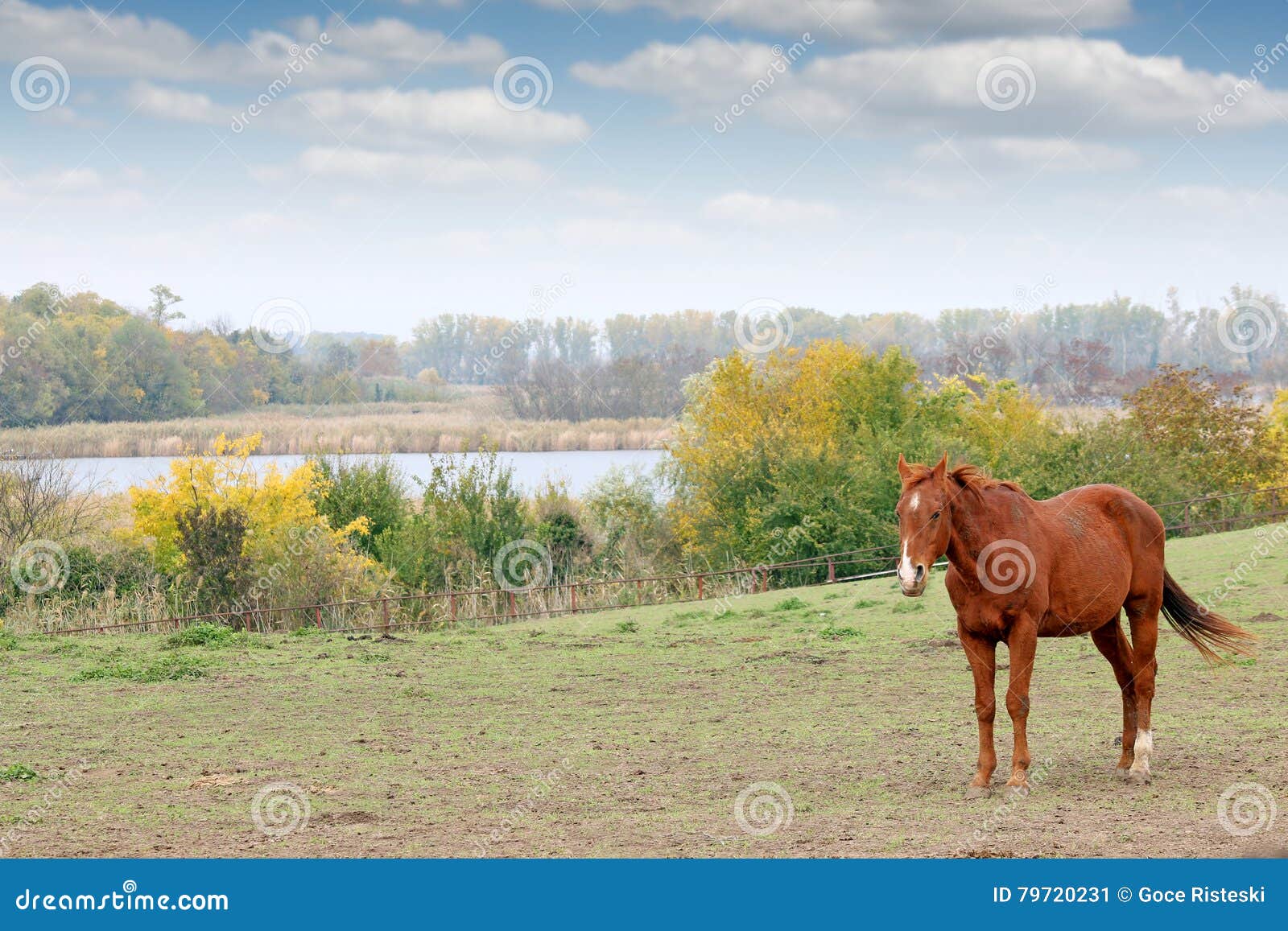 horse on pasture autumn season