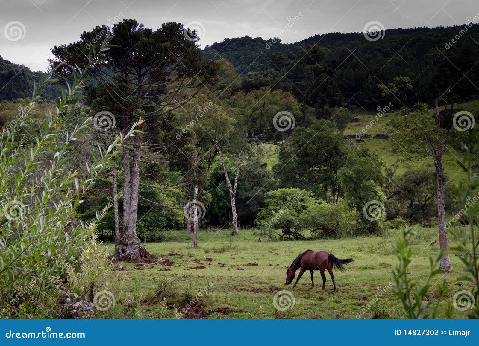 horse pasturing