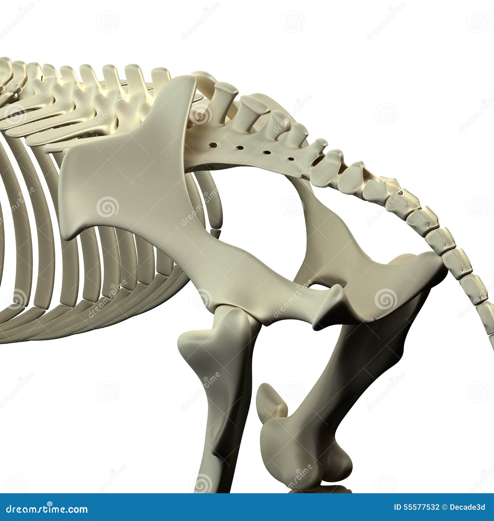 Horse Pelvis - Horse Equus Anatomy - Isolated On White Stock