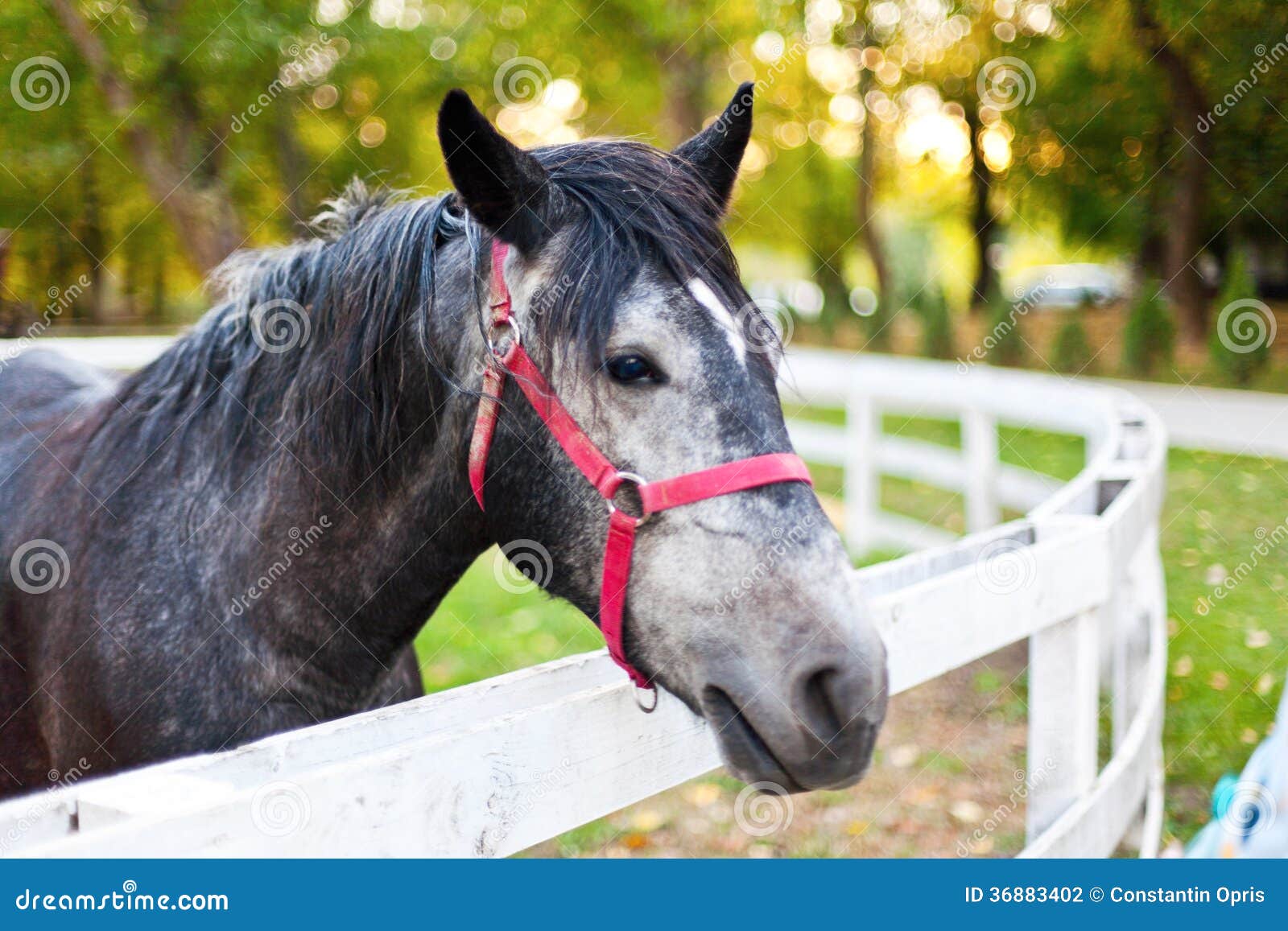 Horse in pen stock photo. Image of spring, relaxed, looking 36883402