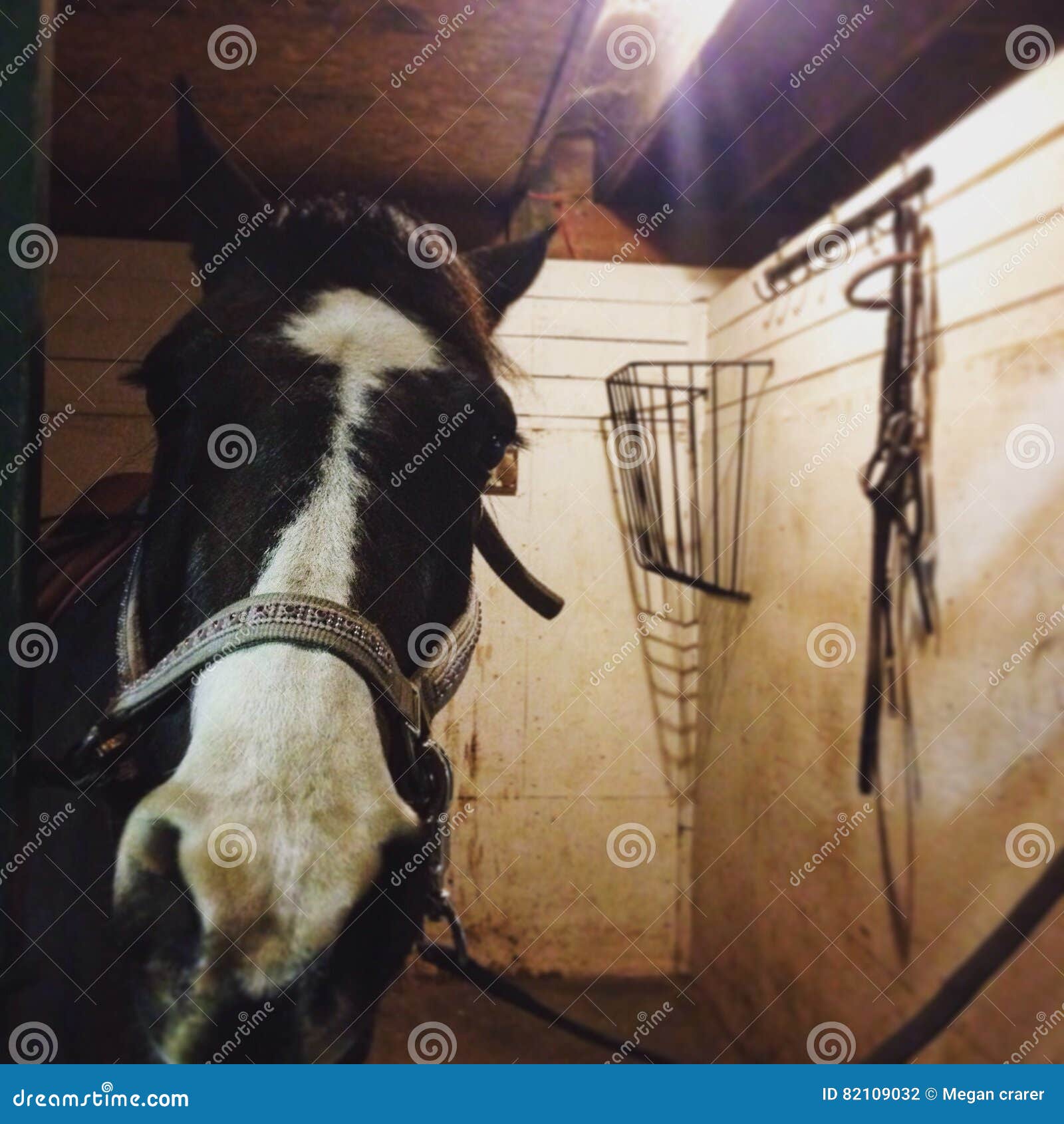 Horse stock photo. Image of horse, sticking, head, gate 82109032