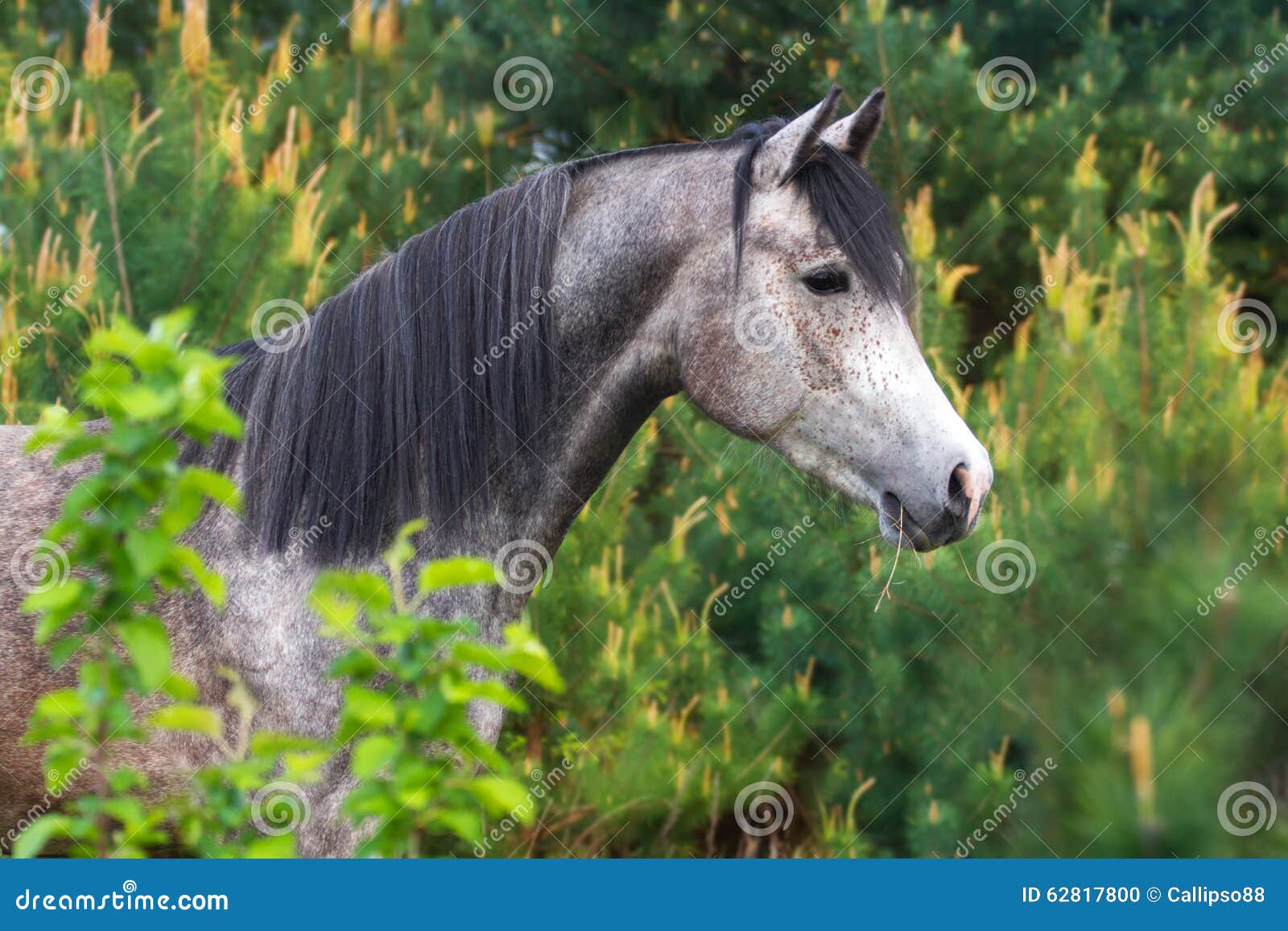 Horse in stock photo. Image of breed, orange 62817800