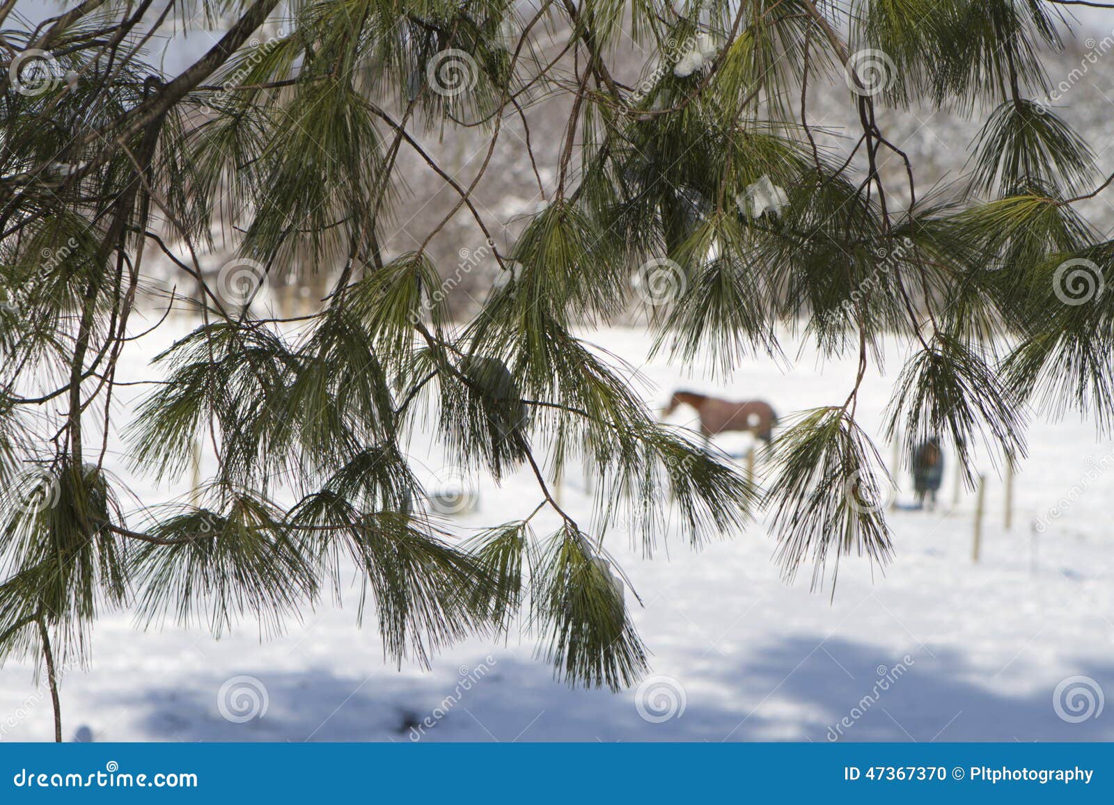 Horse in the Pines stock photo. Image of farm, winter 47367370