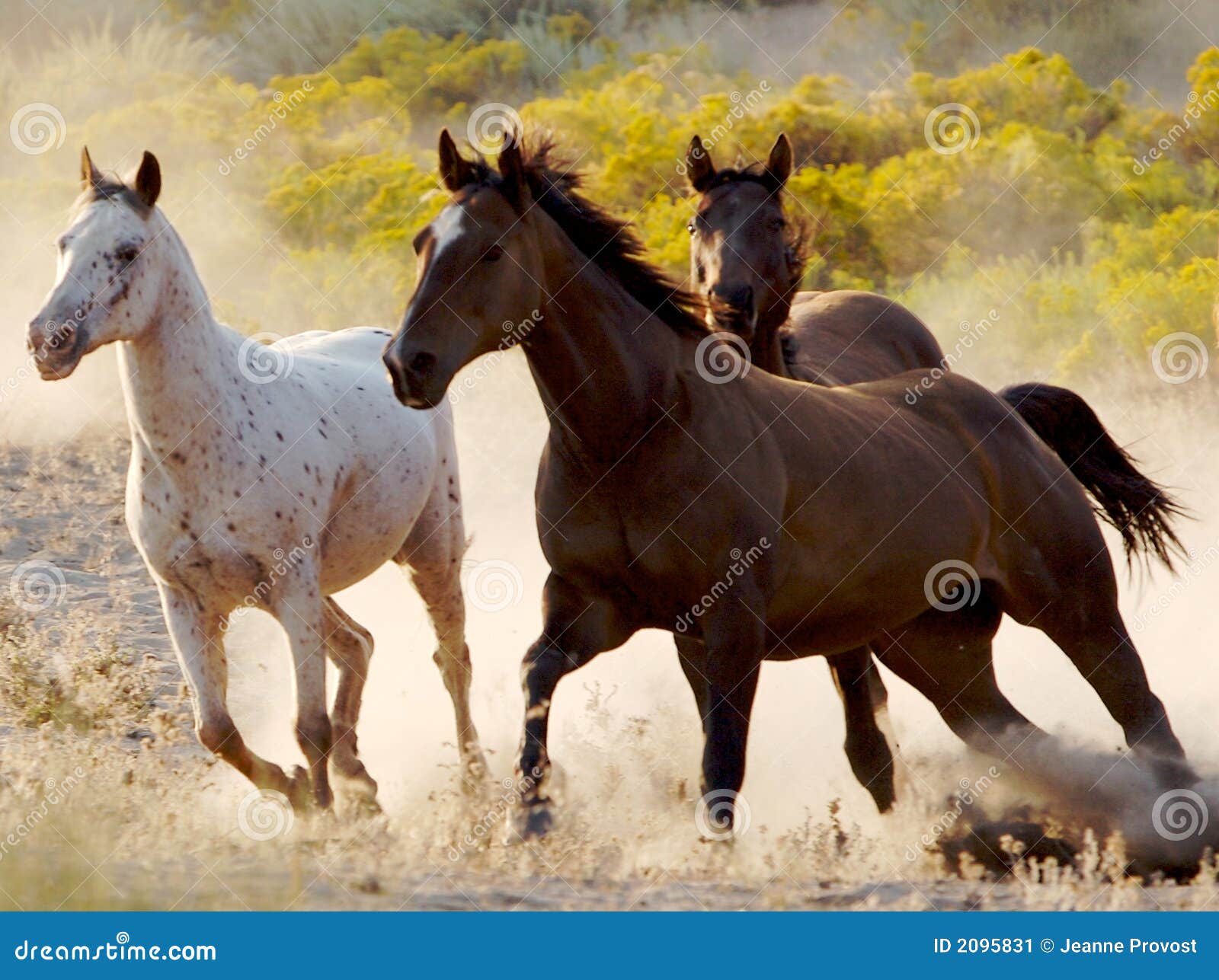 Horse Play stock image. Image of running, mammal, rural 2095831