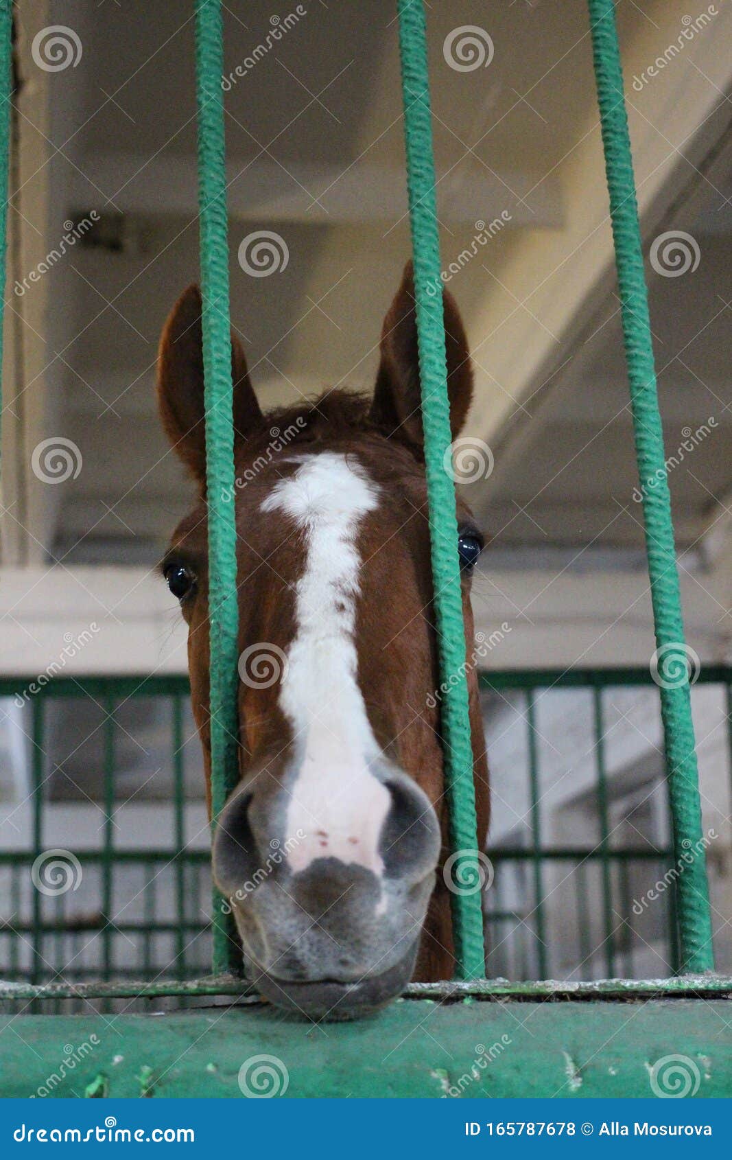 The Horse Poked Its Head through the Bars of the Cage in the Stable Pen Stock Photo Image of