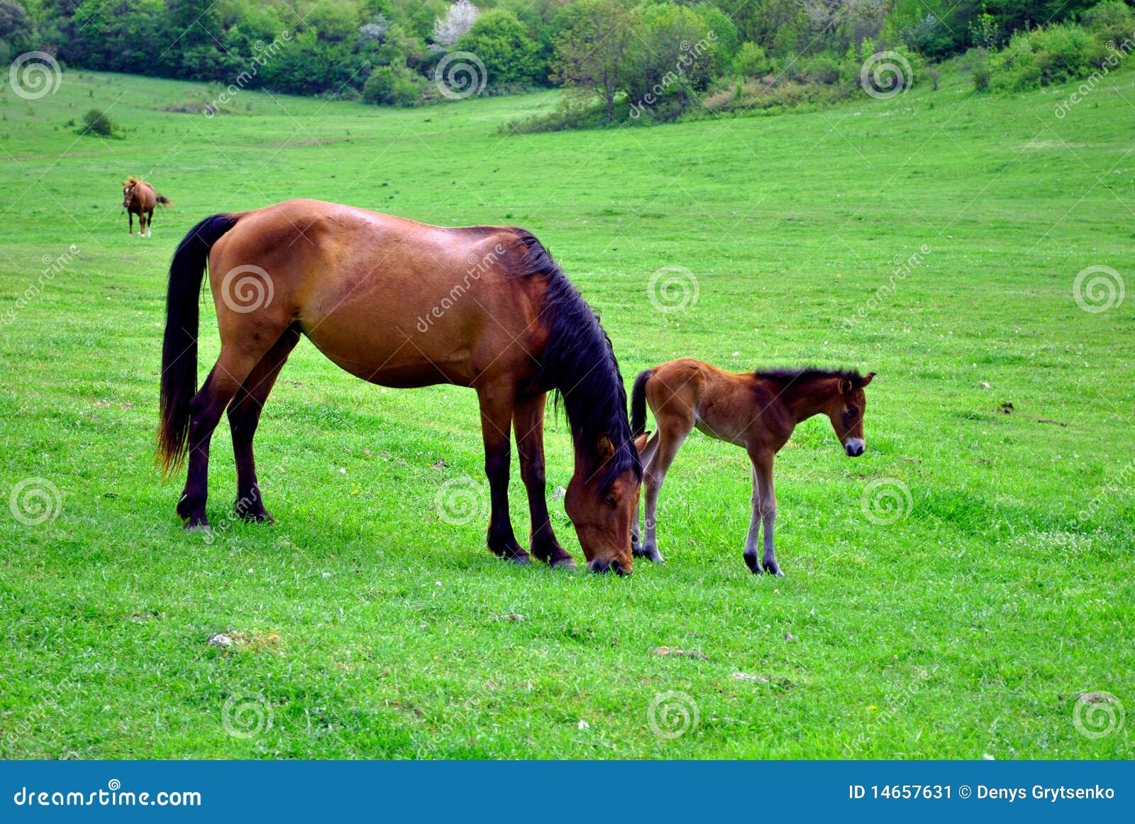 Horse and pony stock image. Image of brown, countryside 14657631