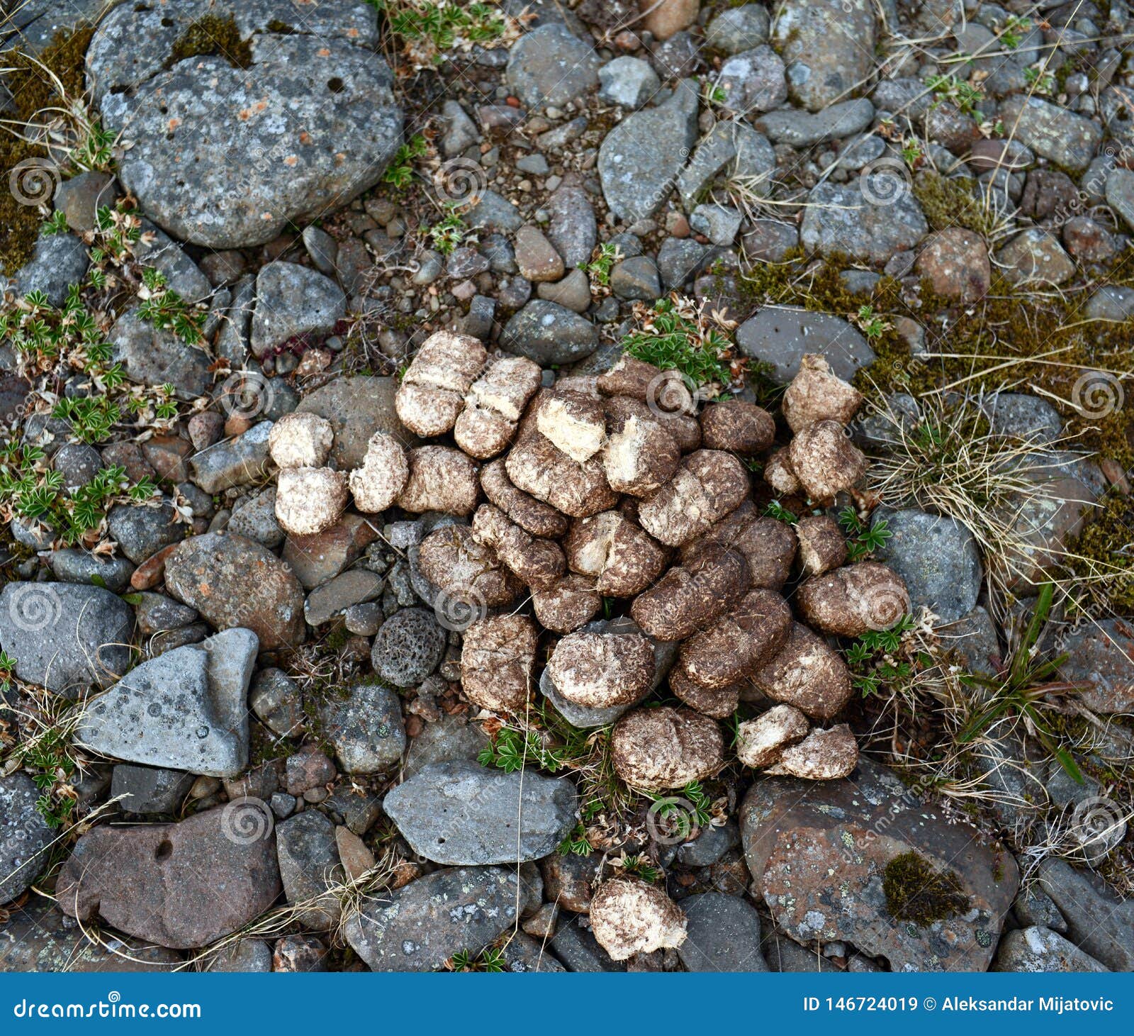 Horse poo stock image. Image of pile, animal, horse 146724019