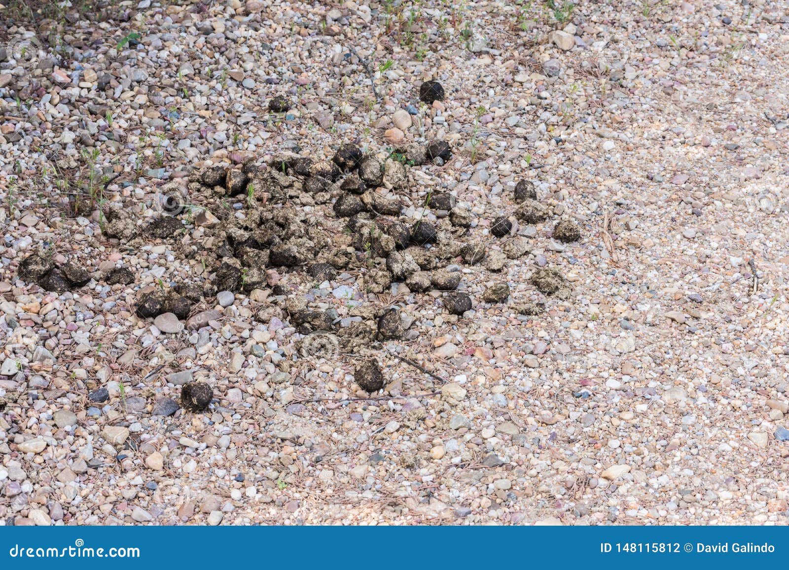 Horse Poop On Trail RoyaltyFree Stock Photography