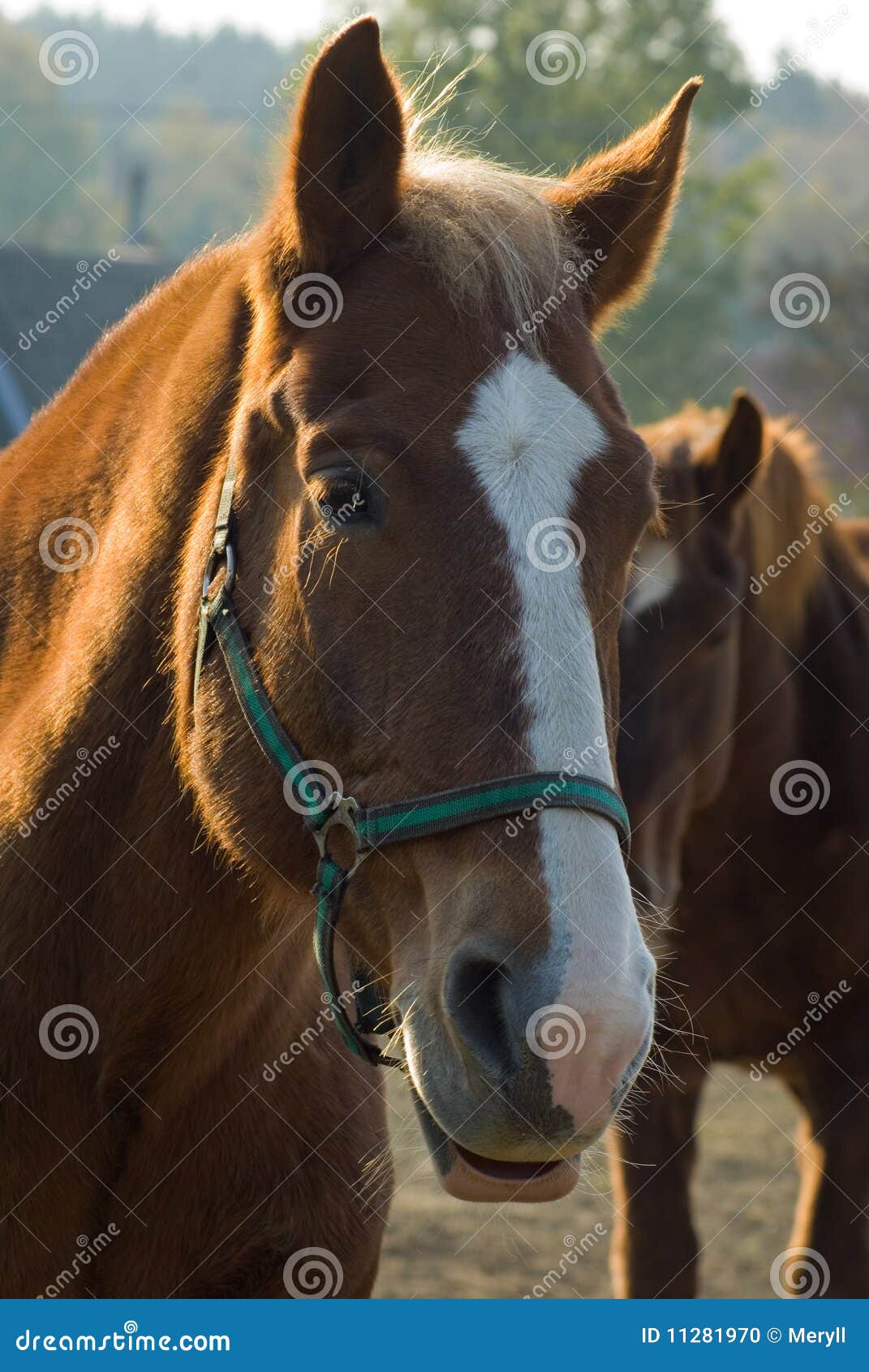 Horse portrait background stock photo. Image of domestic 11281970