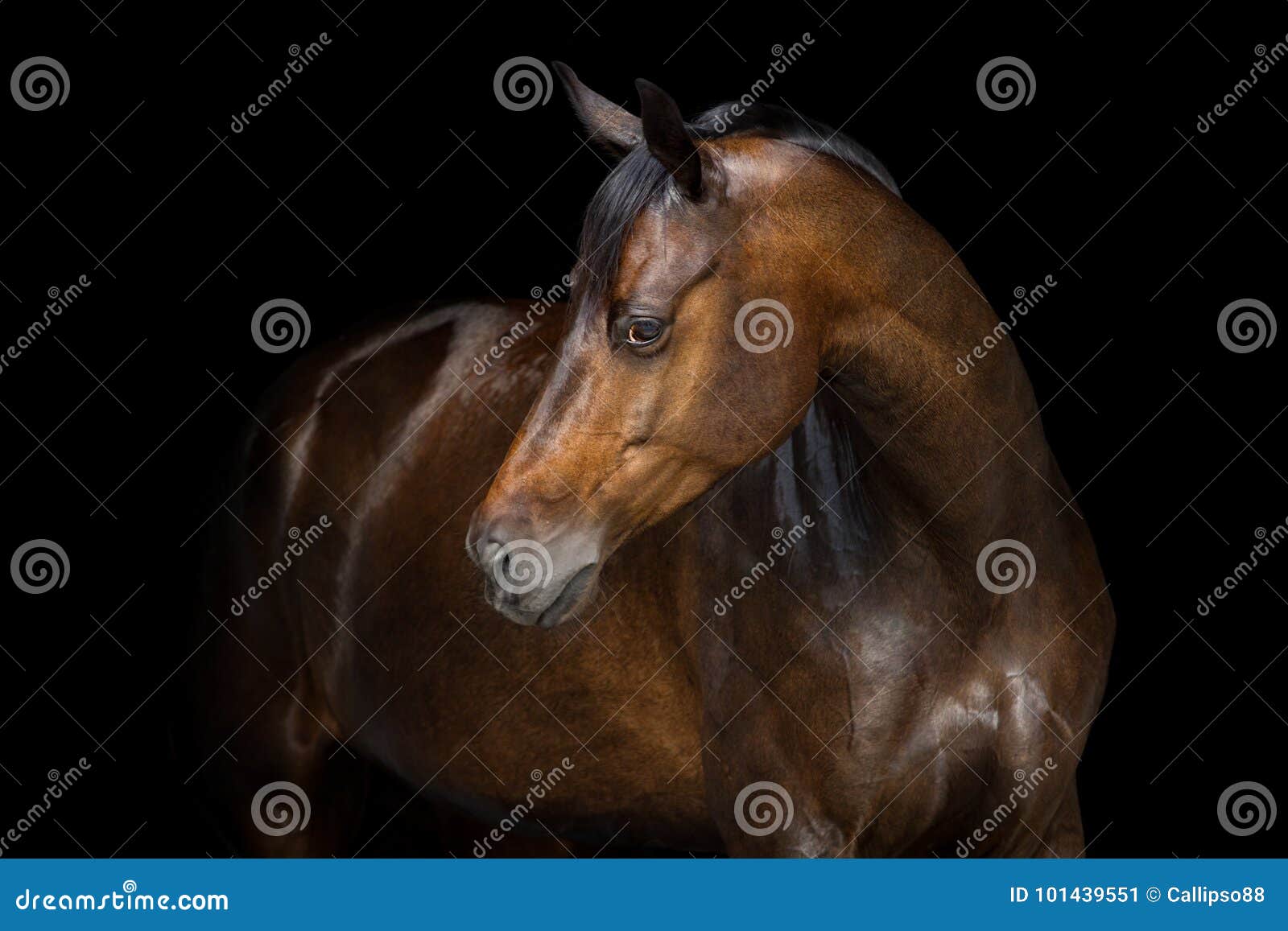 horse portrait on black