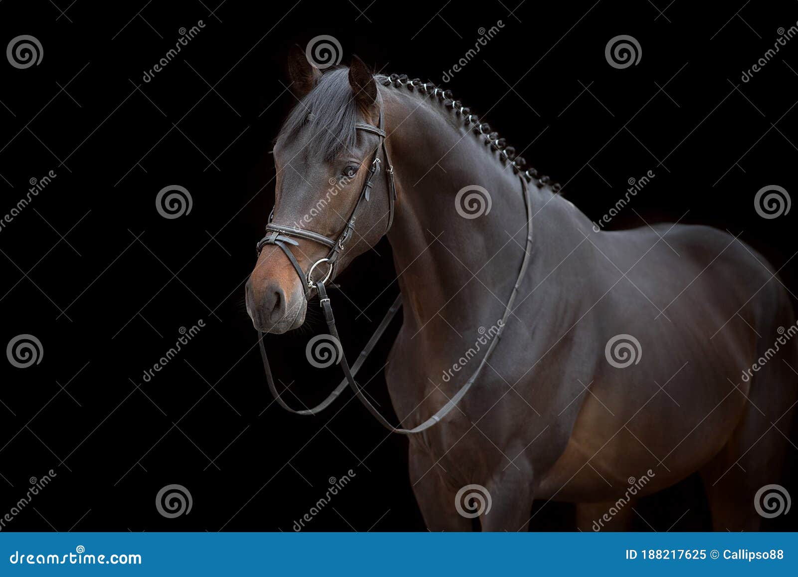 bay horse portrait in bridle