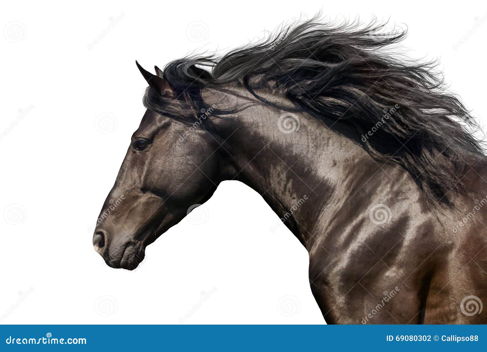 horse portrait in motion