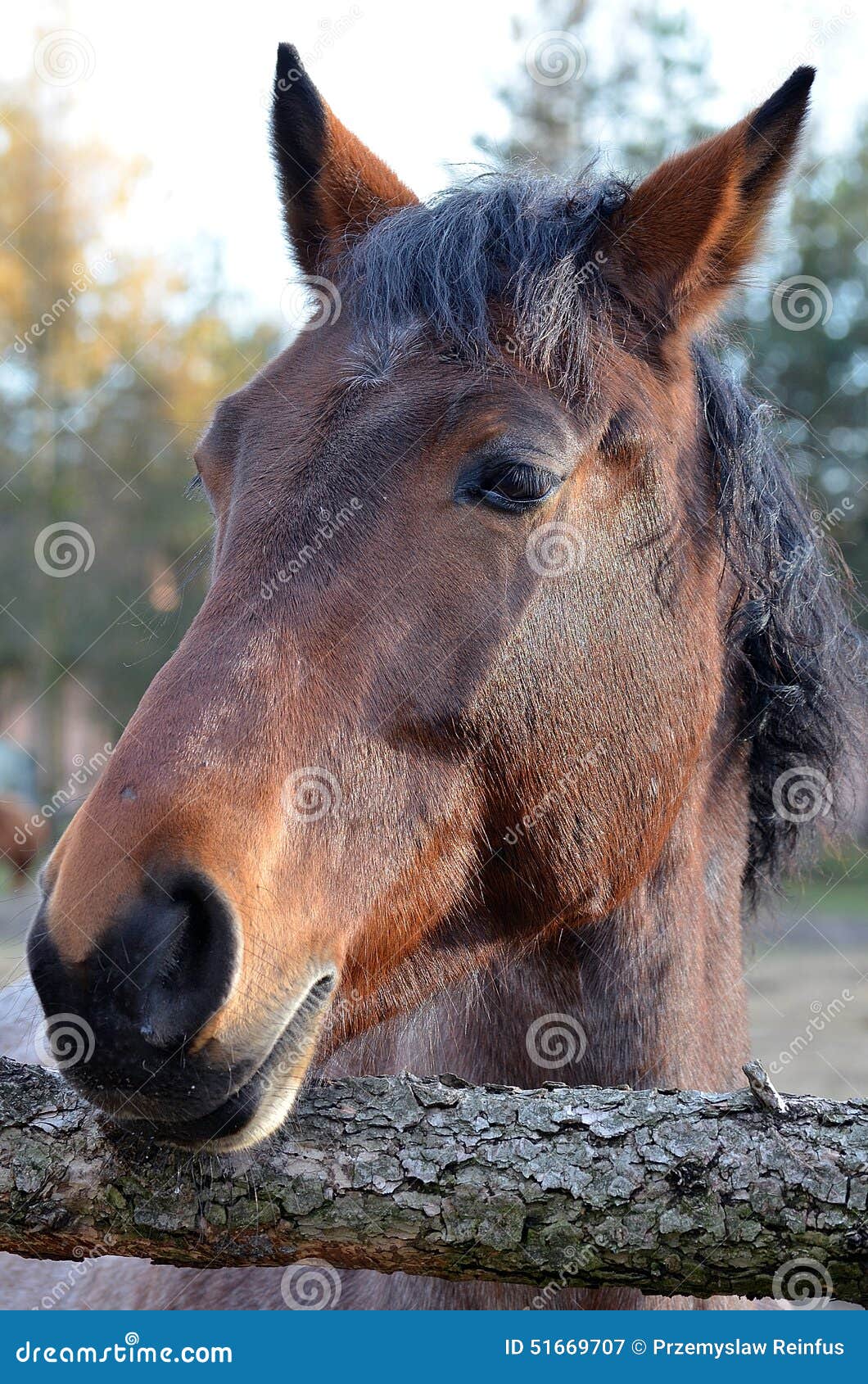 Horse Portrait Vertical Stock Photos Download 2,333 Royalty Free Photos