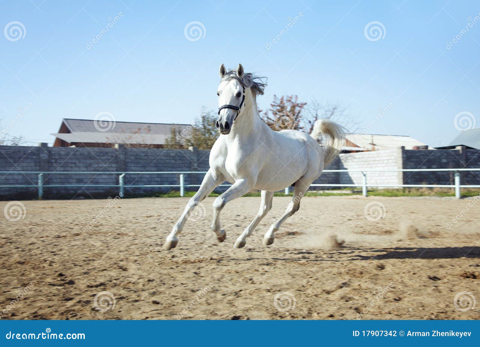 Horse power stock photo. Image of freedom, hack, foal 17907342