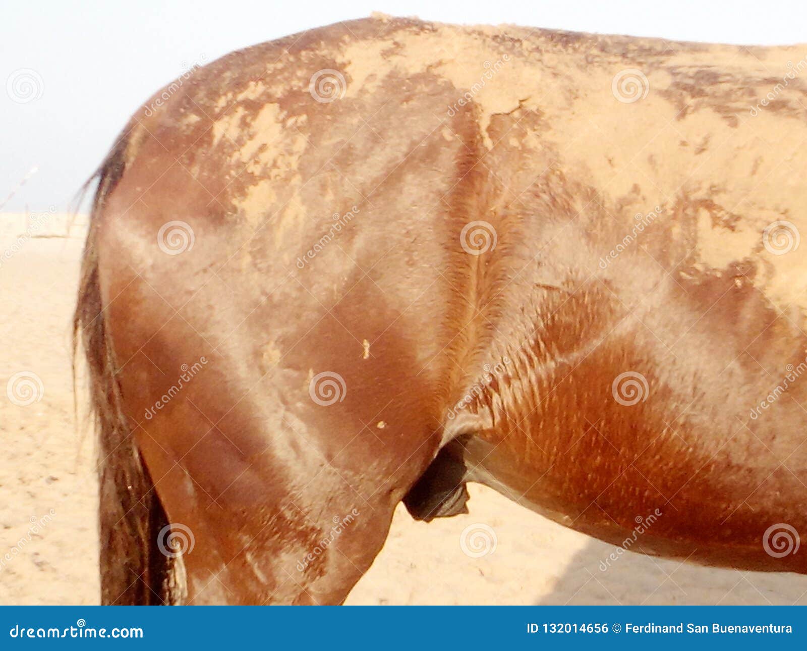Horse power stock photo. Image of animal, power, brown 132014656