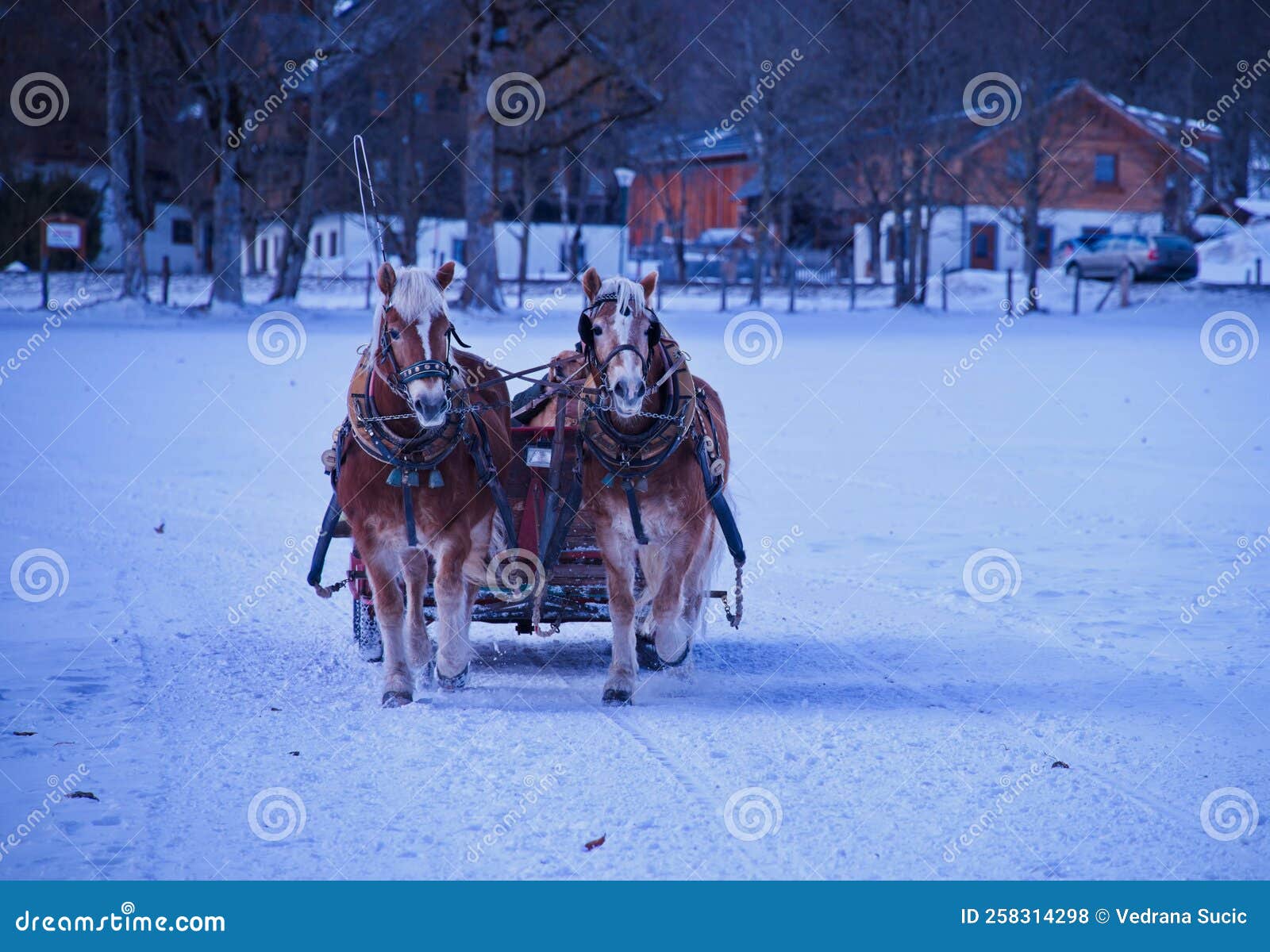 Horse pulled sledge stock photo. Image of countryside 258314298