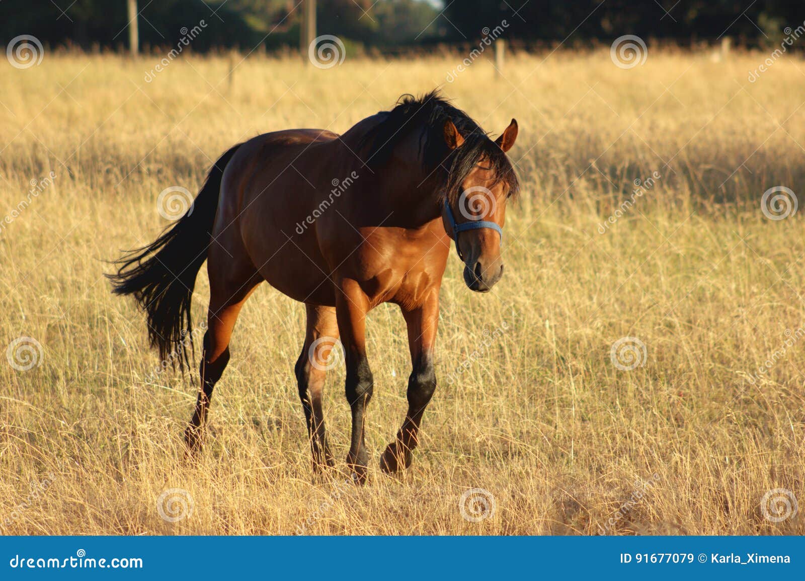 Horse stock image. Image of grass, brown, quiet, horse 91677079