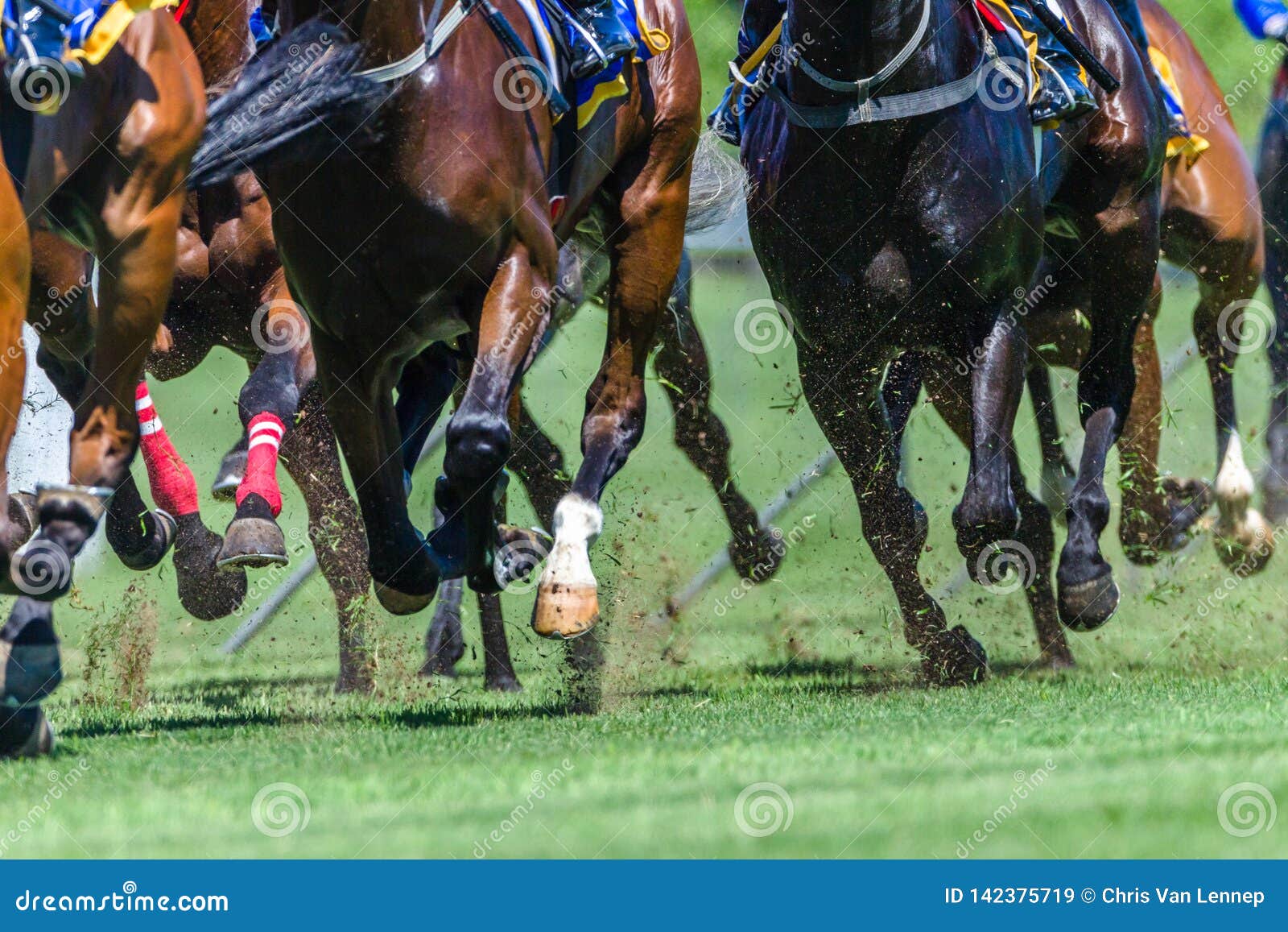 horse racing close-up hoofs legs grass