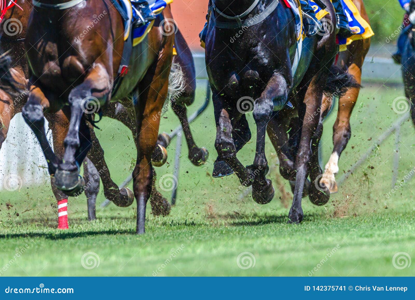horse racing close-up hoofs legs grass