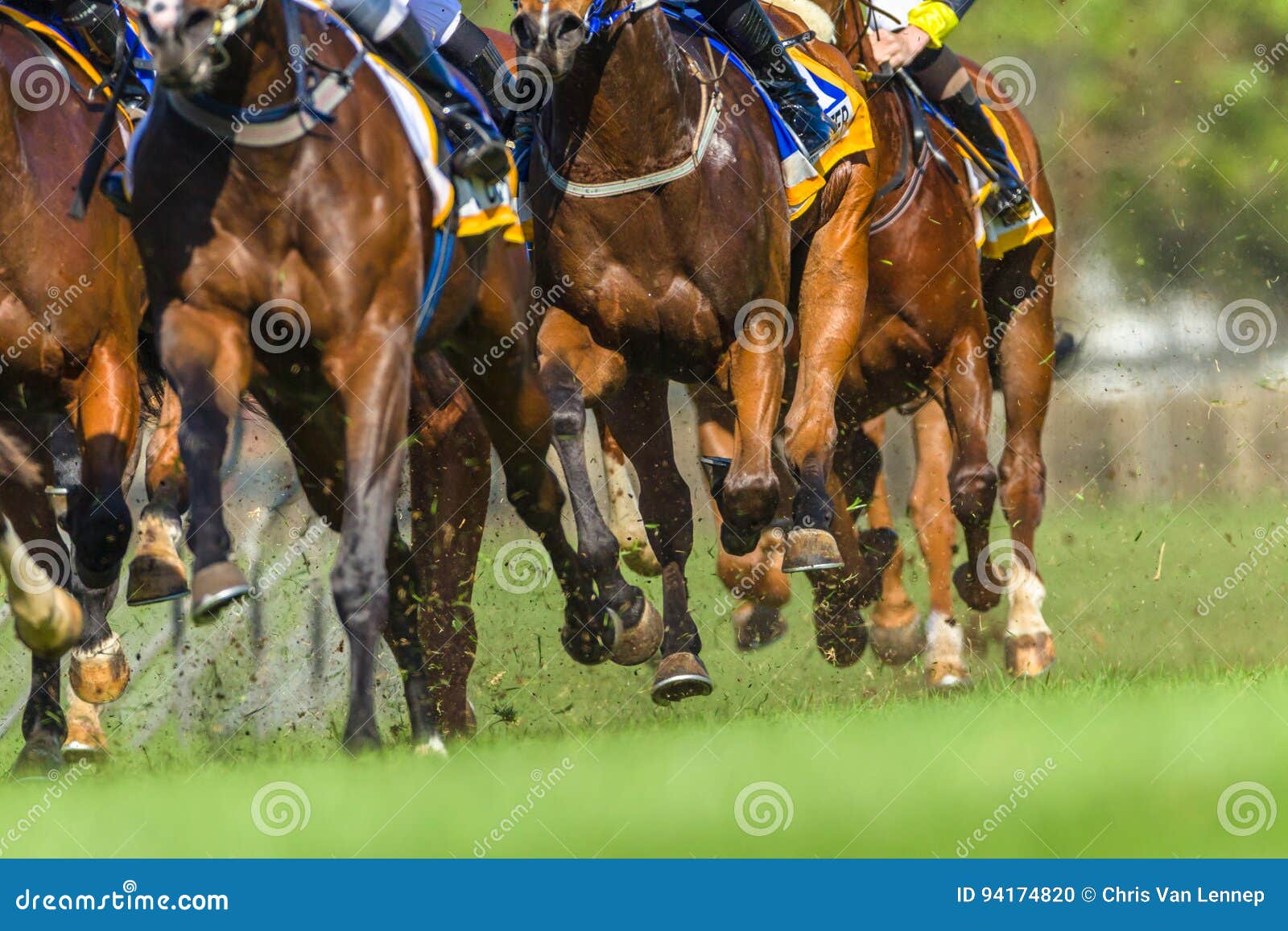 horse racing animals hoofs legs action