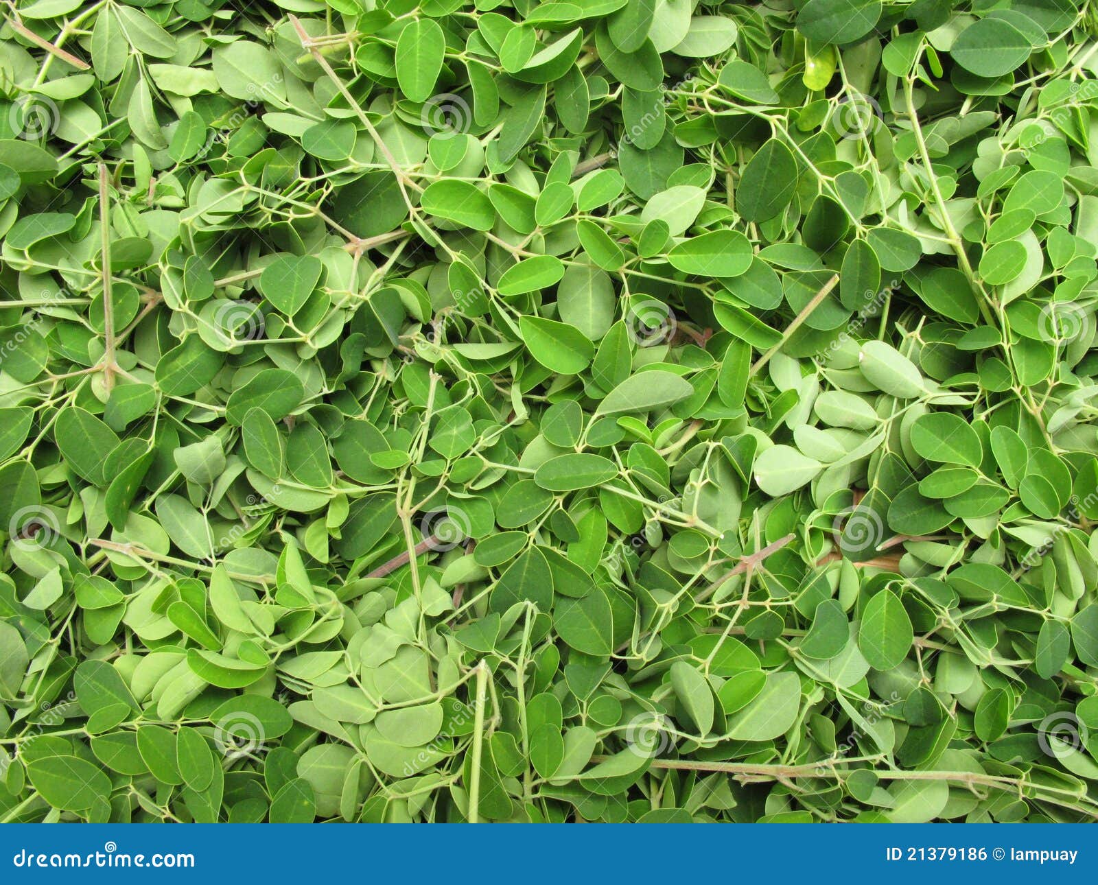 Horse radish leaves stock photo. Image of eating, thai 21379186