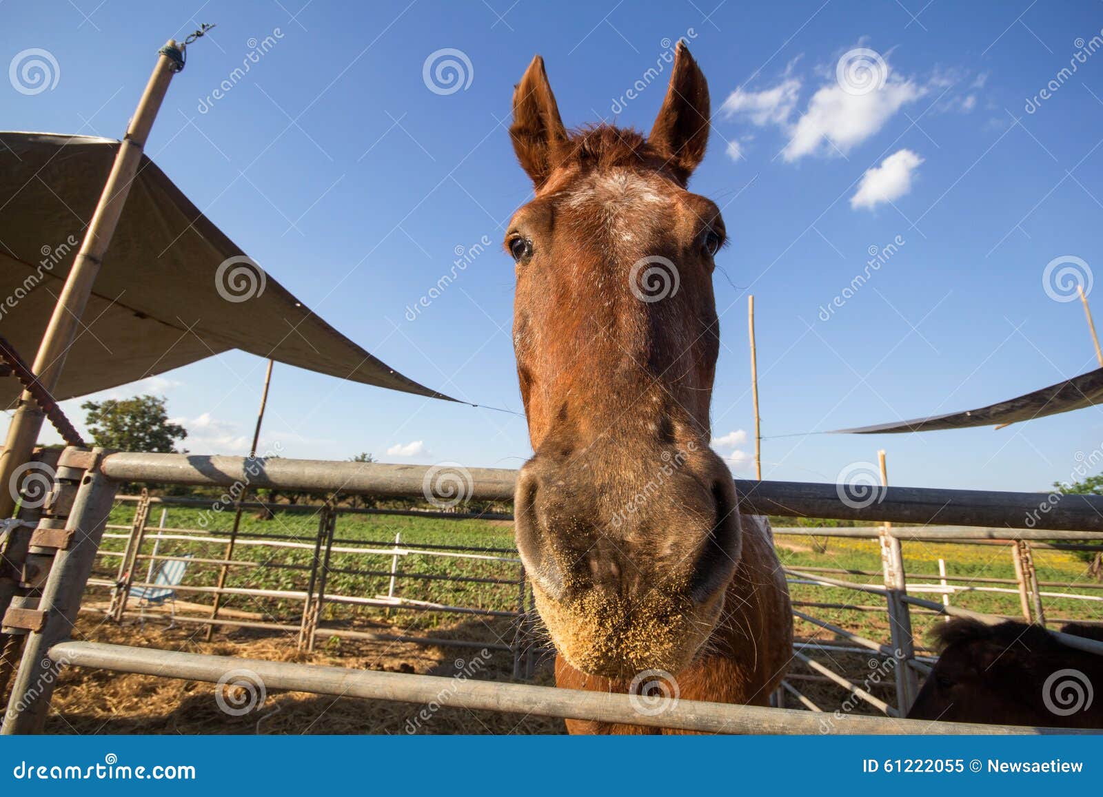 Horse Raise the Head Toward Front and Blue Sky Background Stock Image
