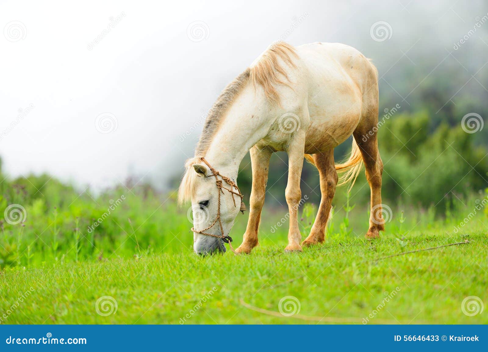Horse relax stock image. Image of pasture, relax, white 56646433