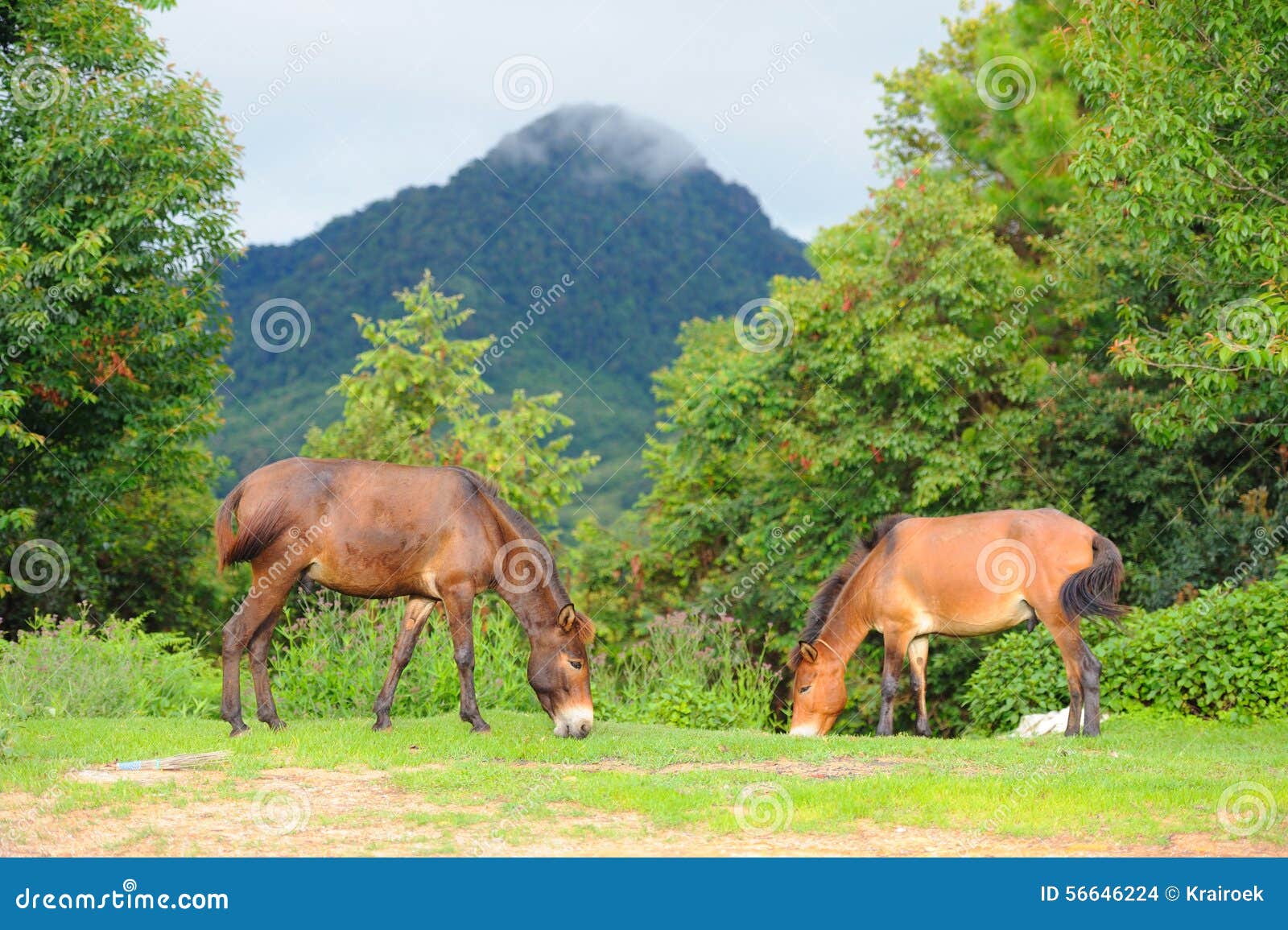 Horse relax in grassland stock photo. Image of field 56646224