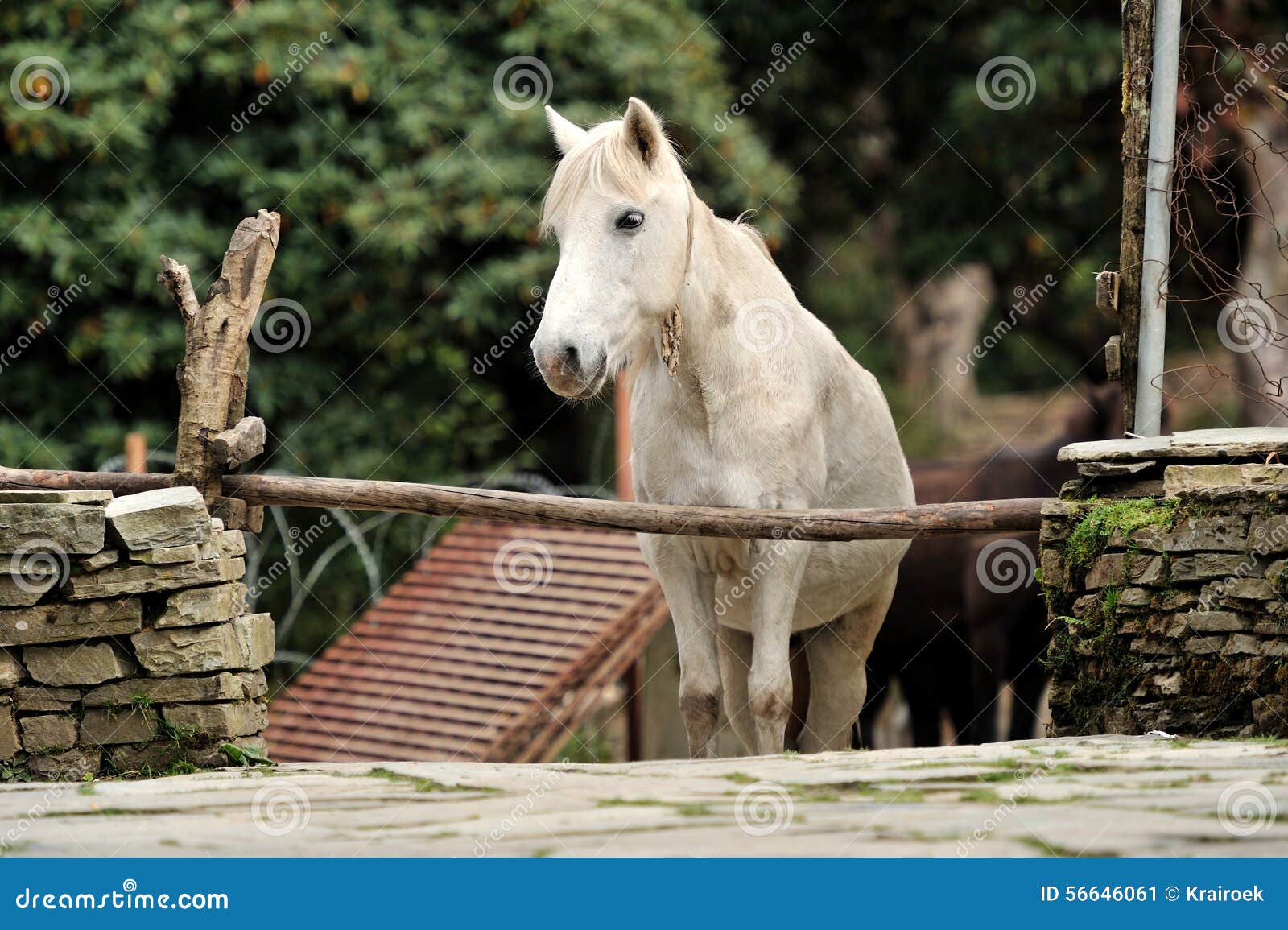 Horse relax stock image. Image of horse, tree, rope, grazing 56646061