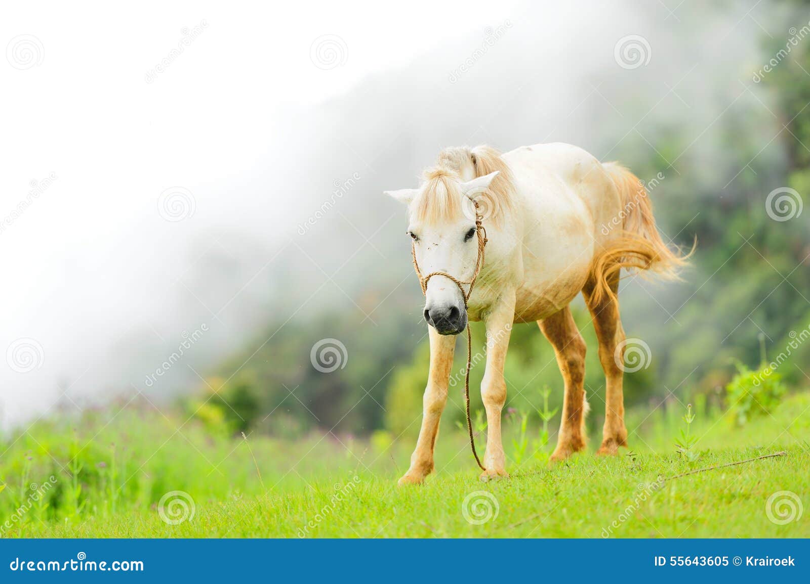 Horse relax stock image. Image of rope, animal, grassland 55643605