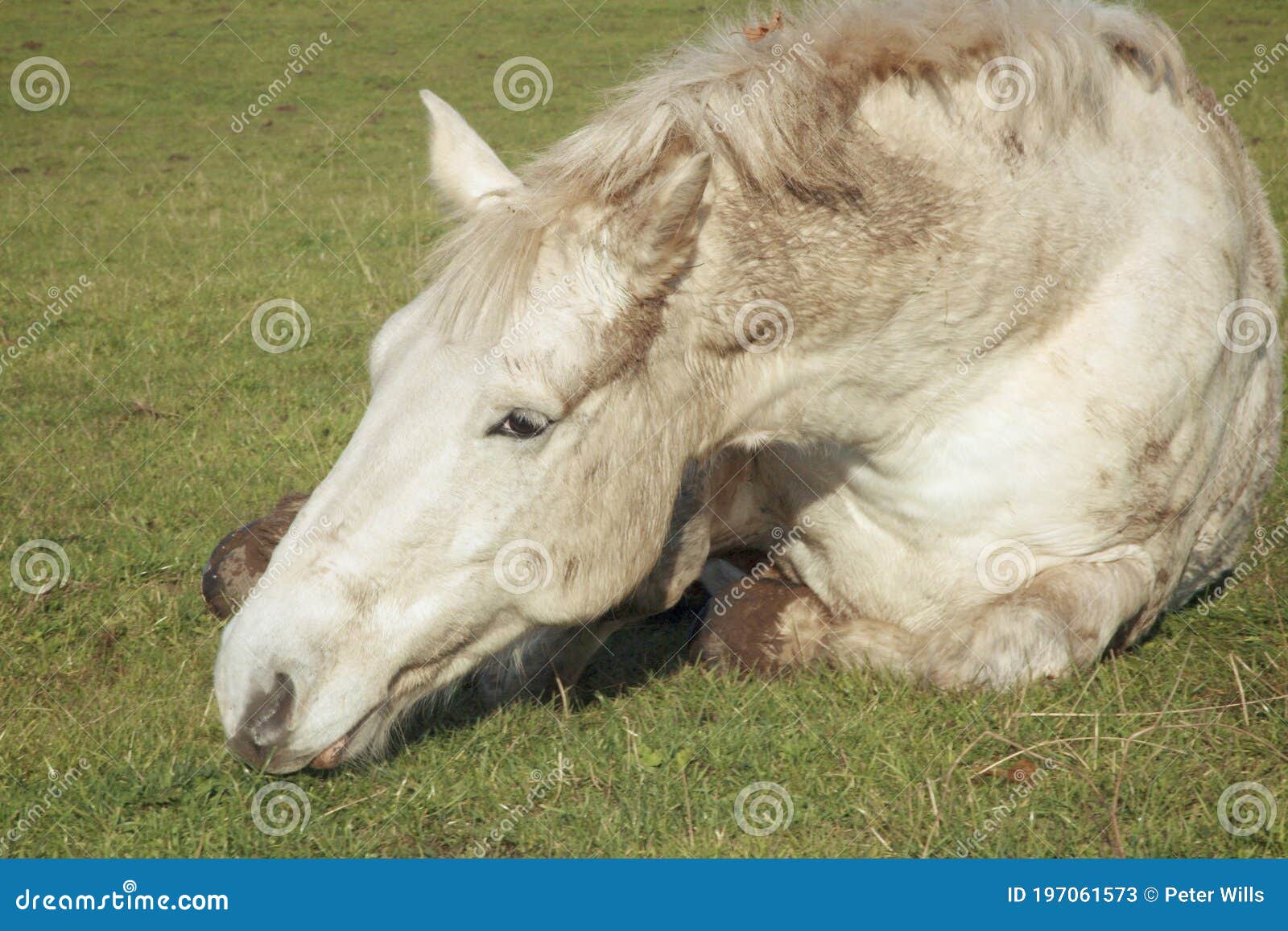 Horse relaxing stock image. Image of nature, urban, horse 197061573